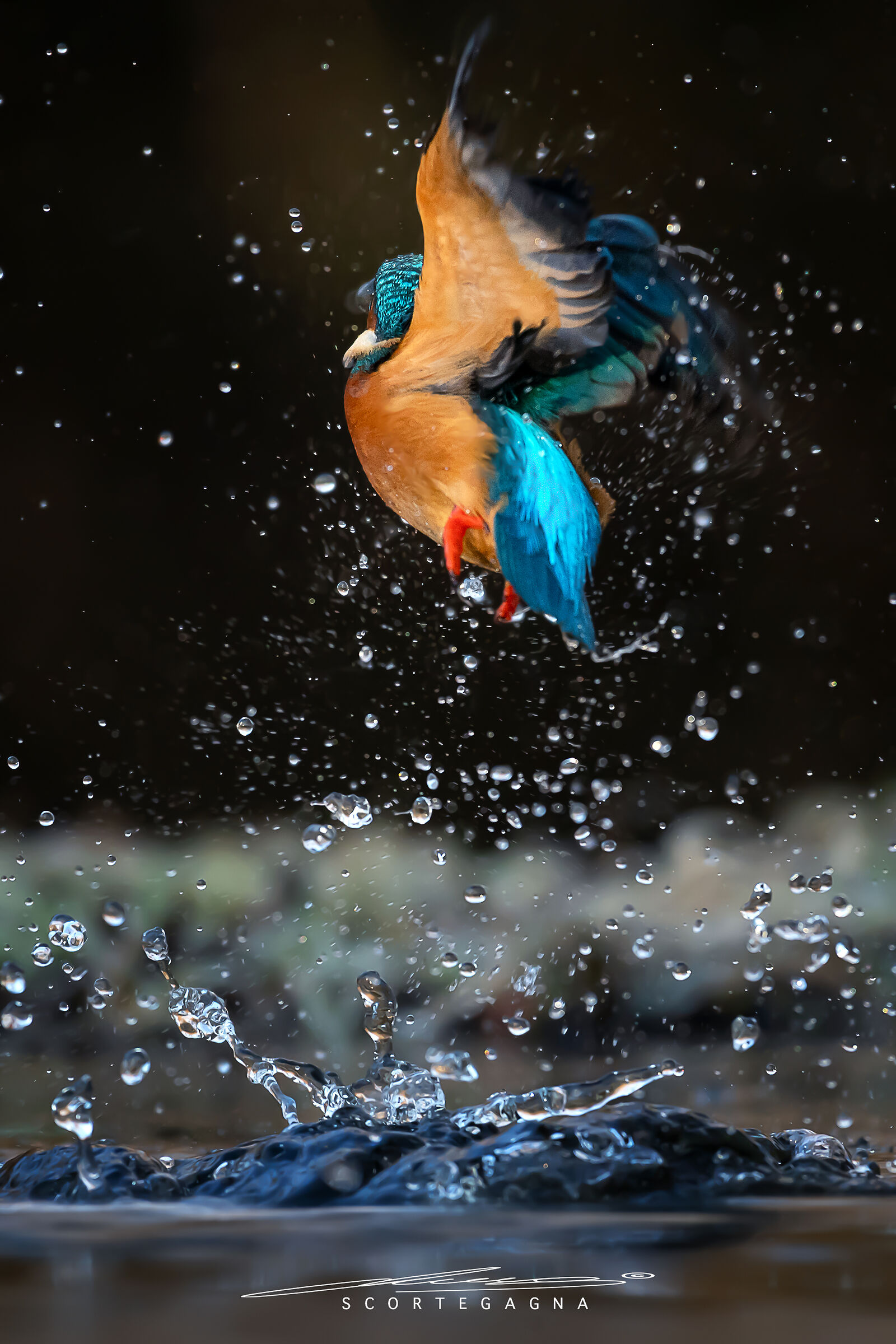 Kingfisher