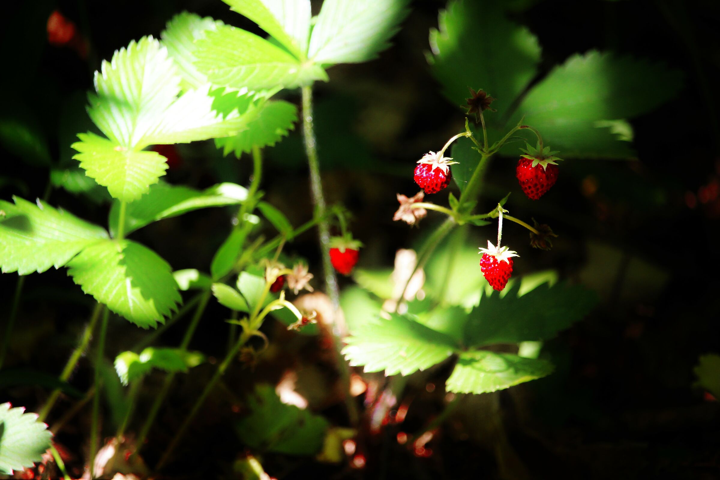 frutti di bosco etna