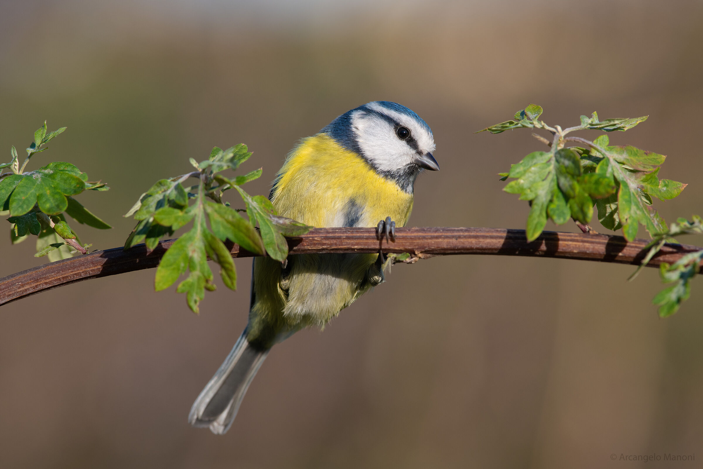 Cinciarella al trapezio