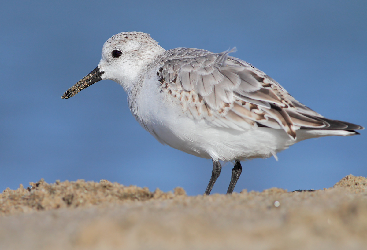 Piovanello tridattilo