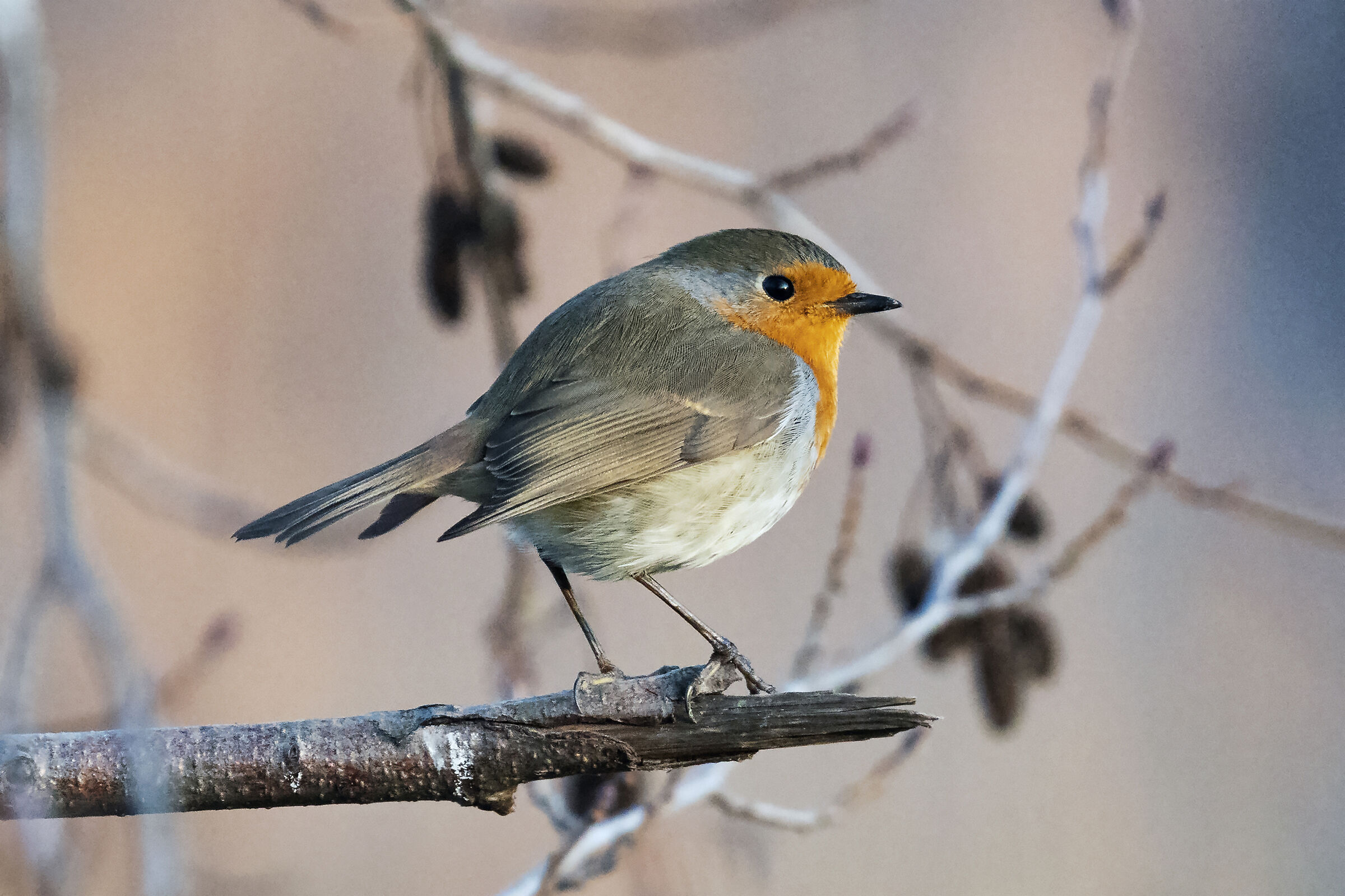 Piccola comparsa invernale