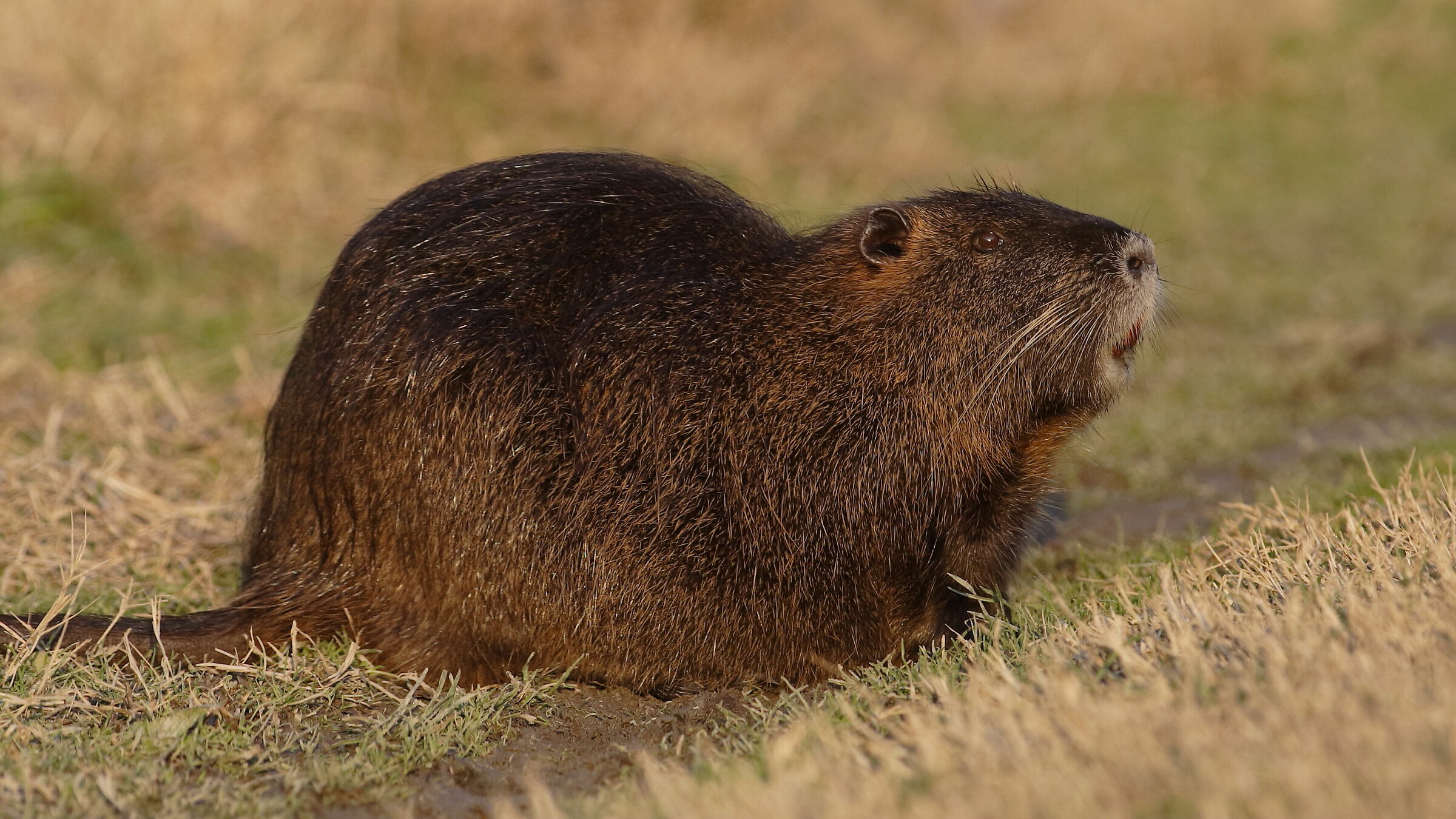 Coypus, Unbewed