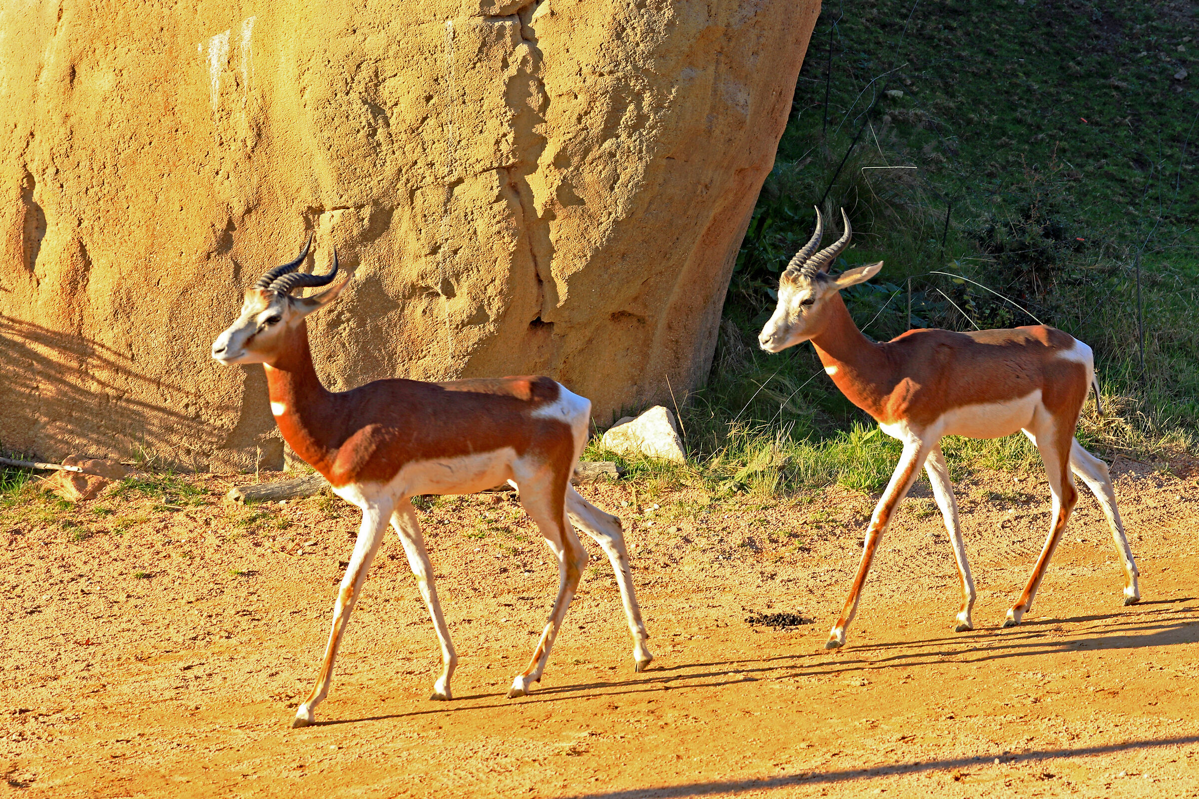 Gazzelle di Mohr al tramonto