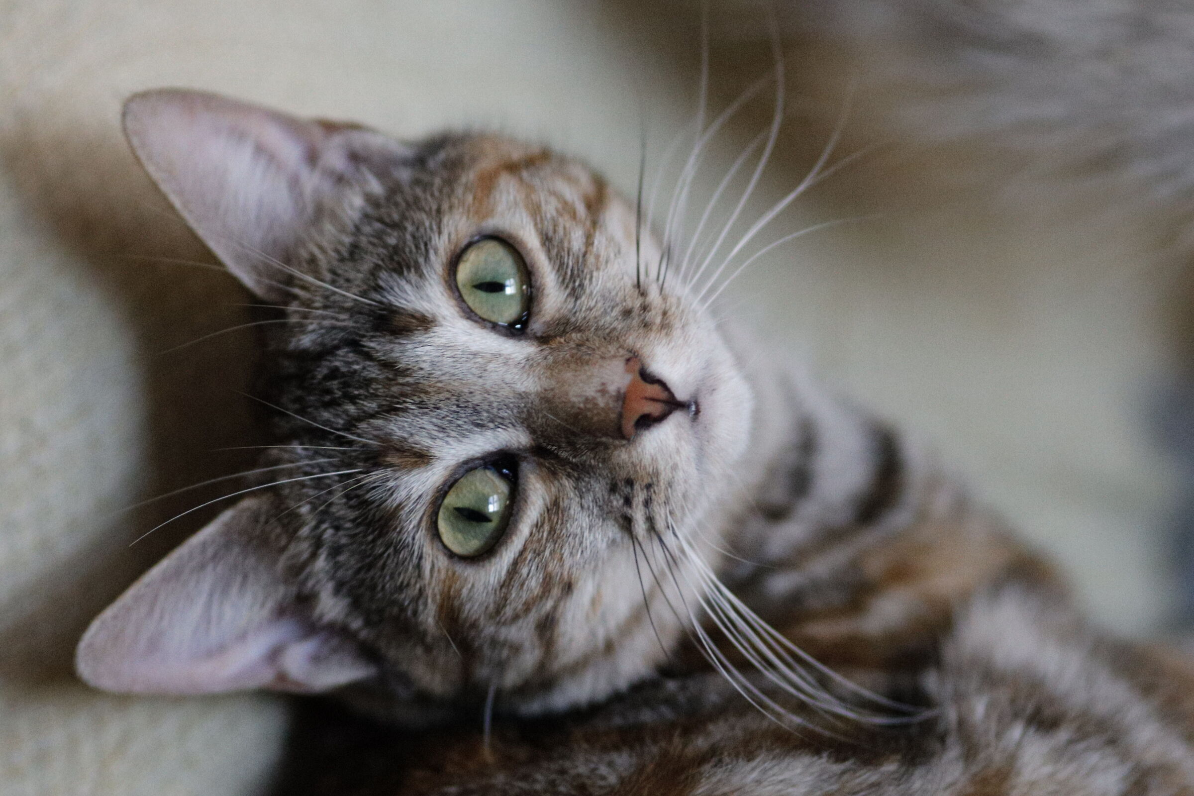 Spensierata curiosità