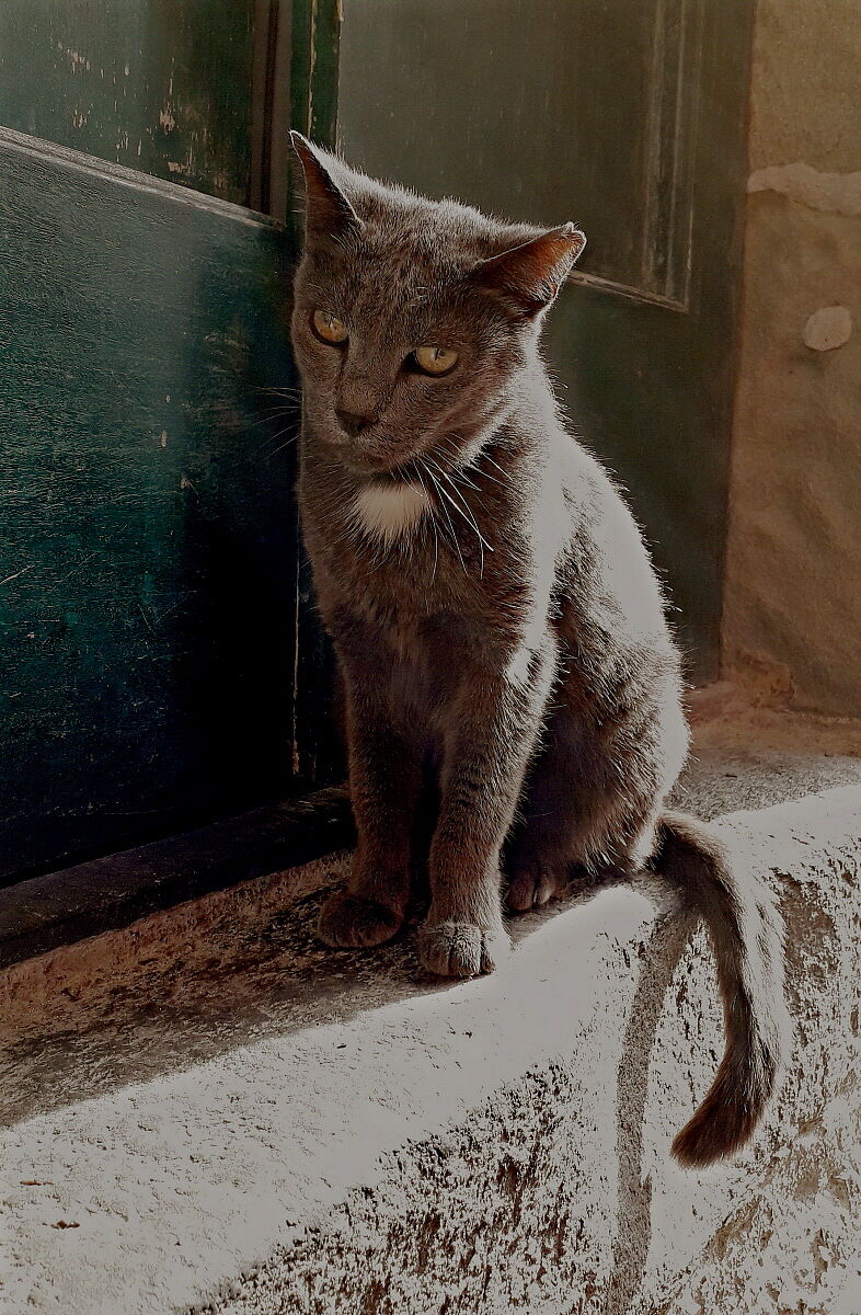 L'indigeno indifferente