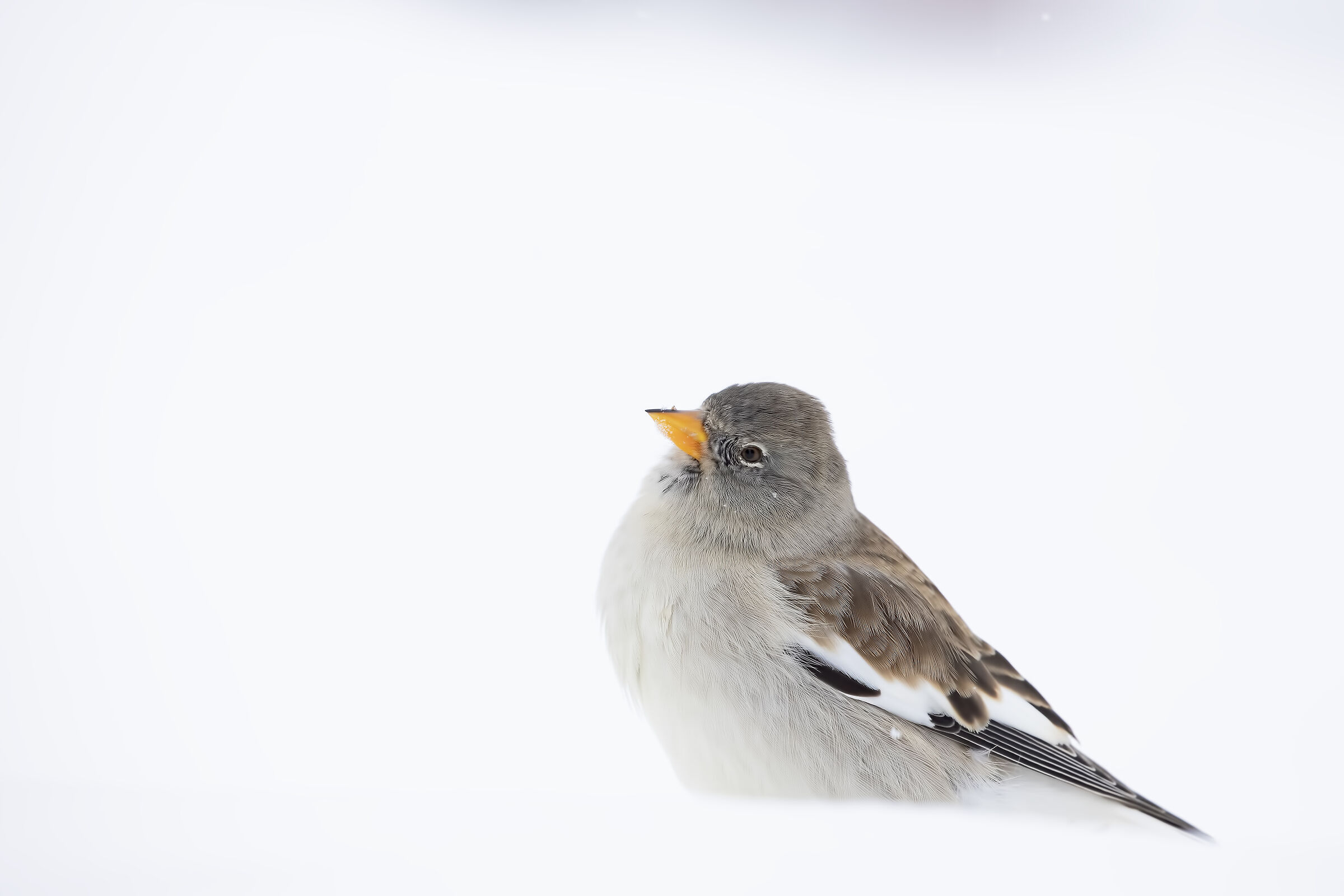 Durante una lieve nevicata...