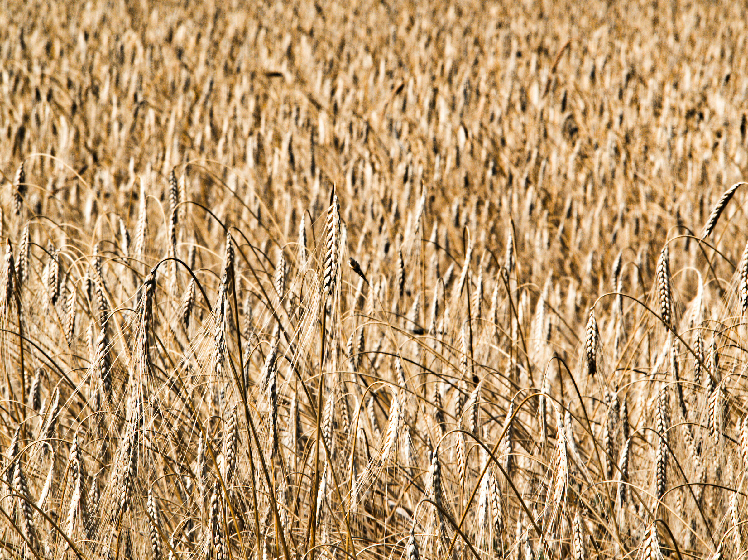 Campo di grano focus selettivo su spighe in primo piano