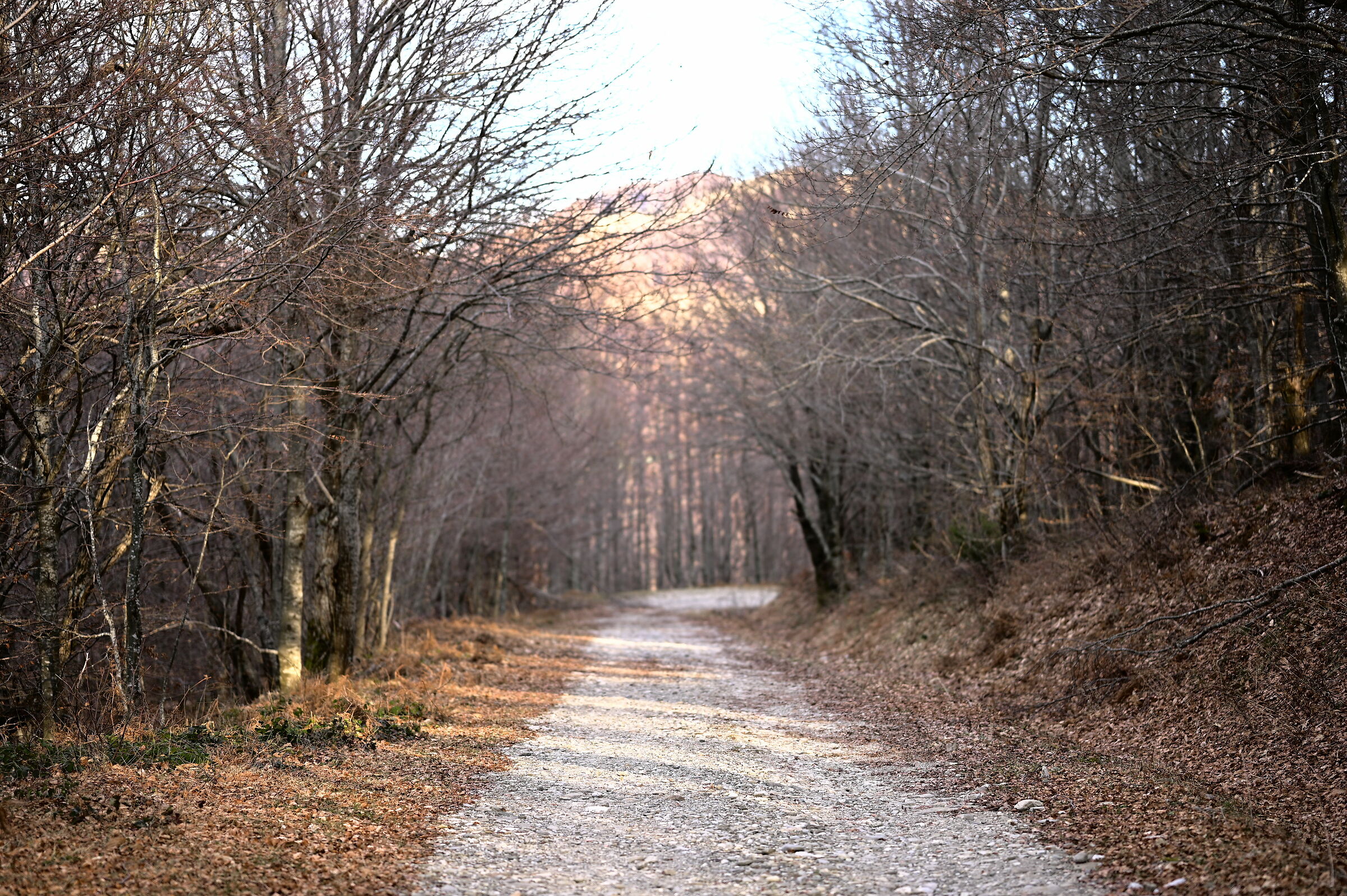 Walk