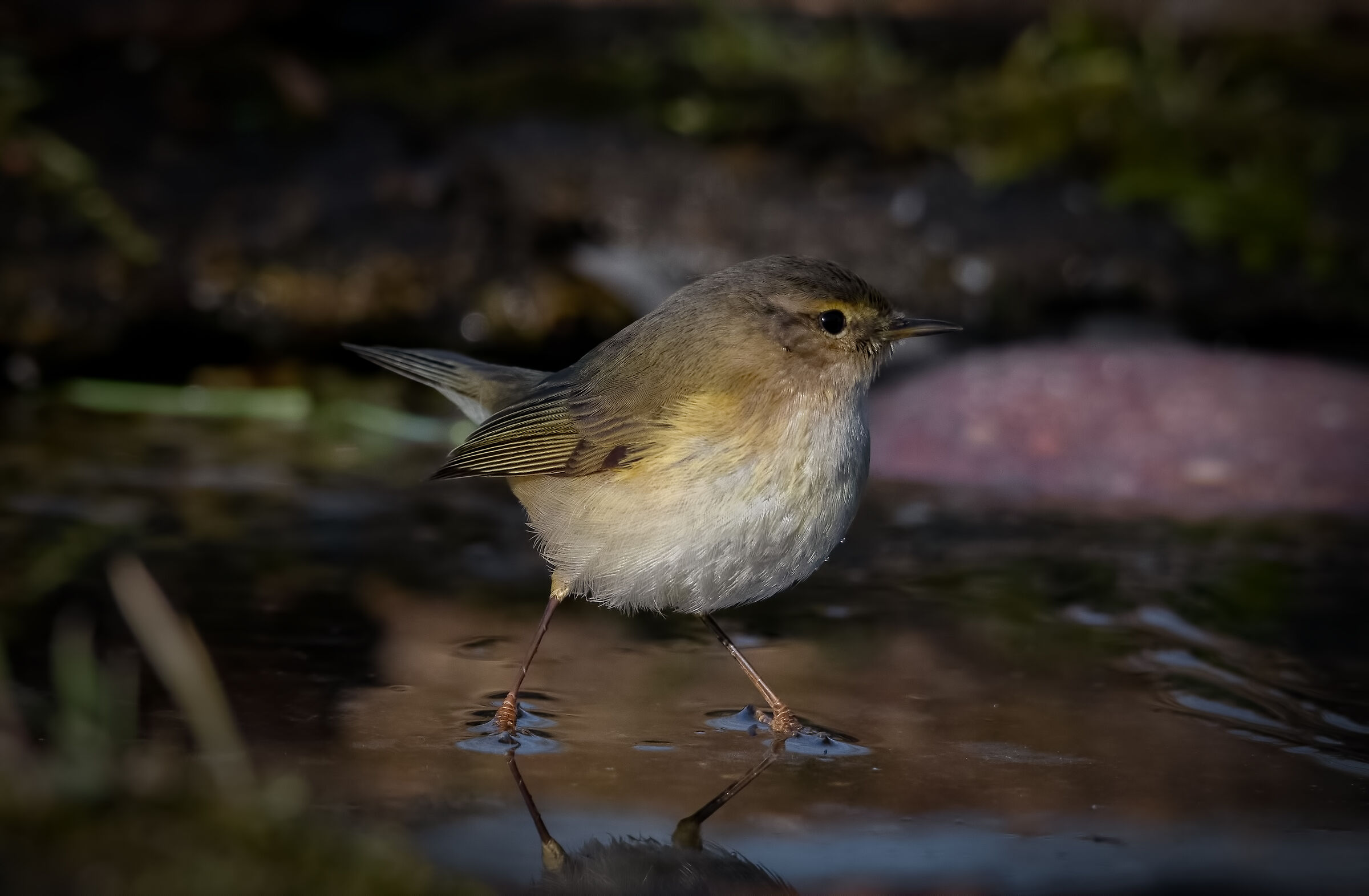 #capannodicora Him Small