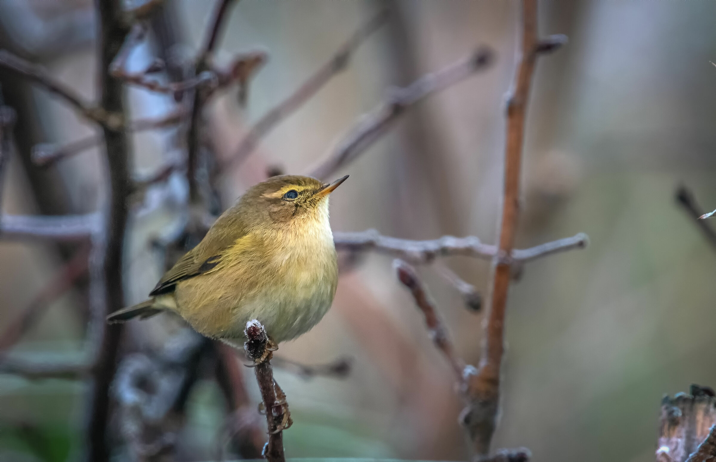 #capannodicora Him Small