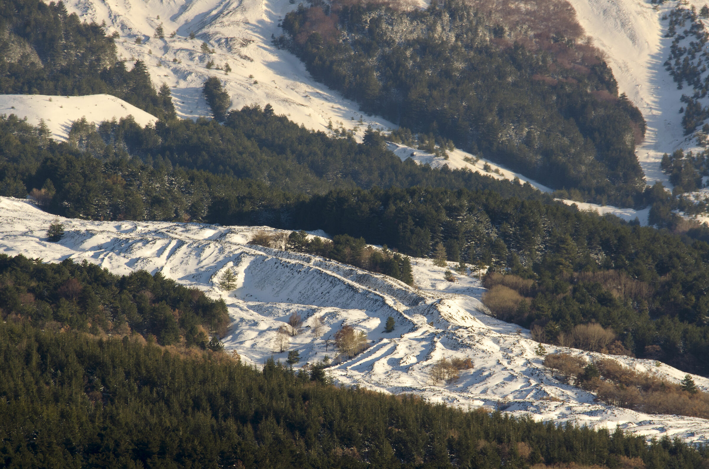 Etna, Life between lava flows
