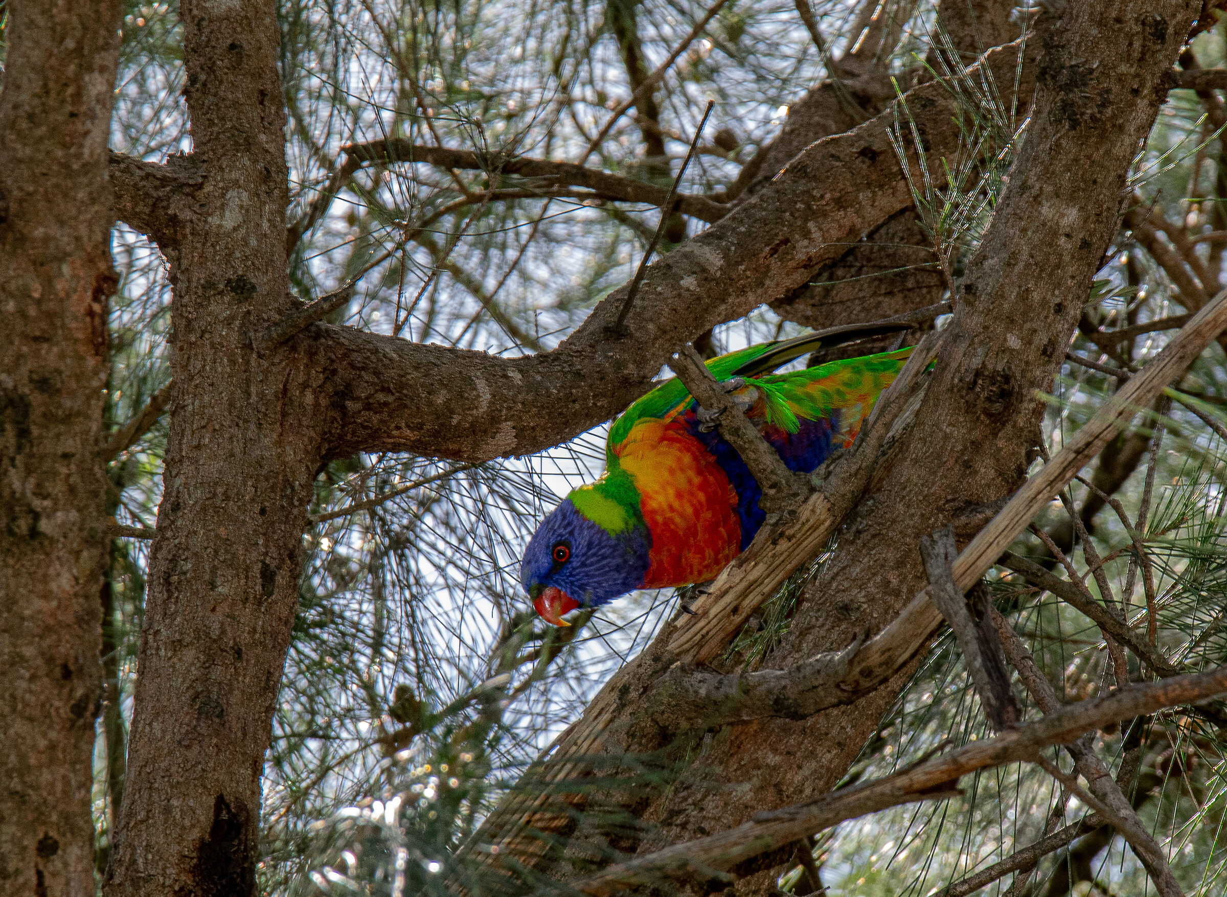 Rainbow lorikeet