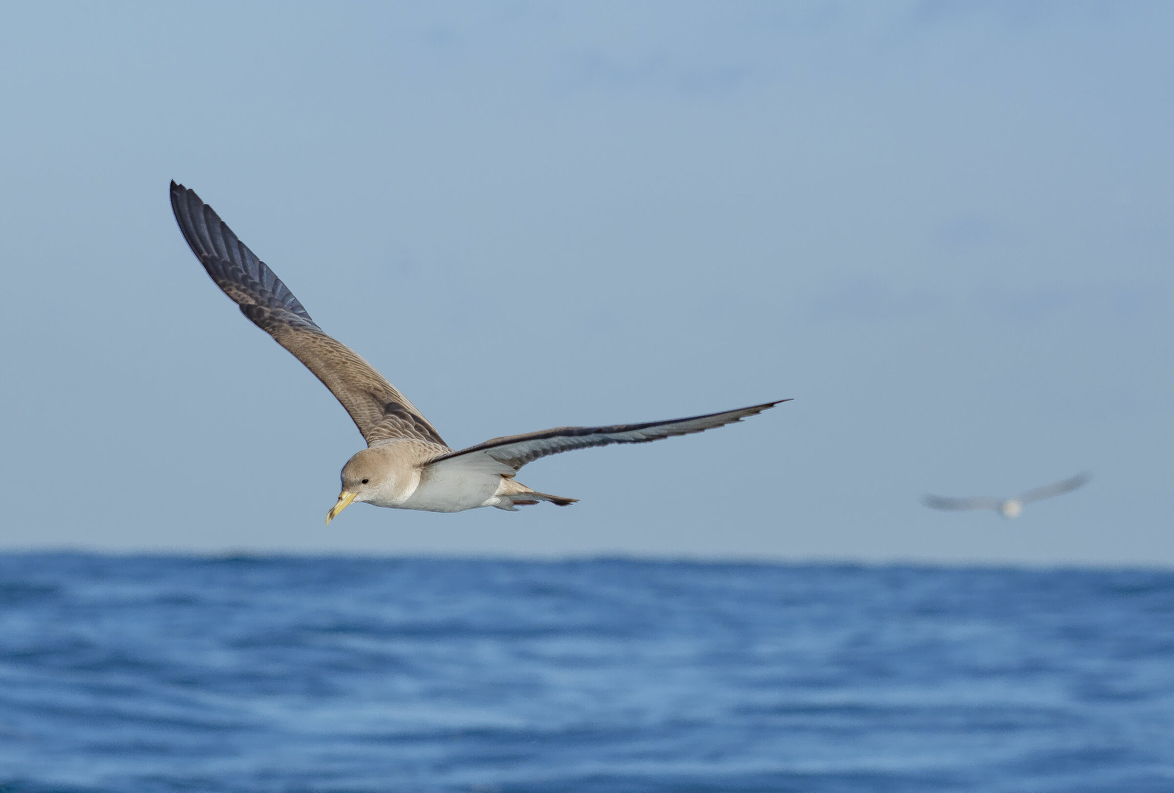 The Greater Shear (Calonectris diomedea(Scopoli, 1769)