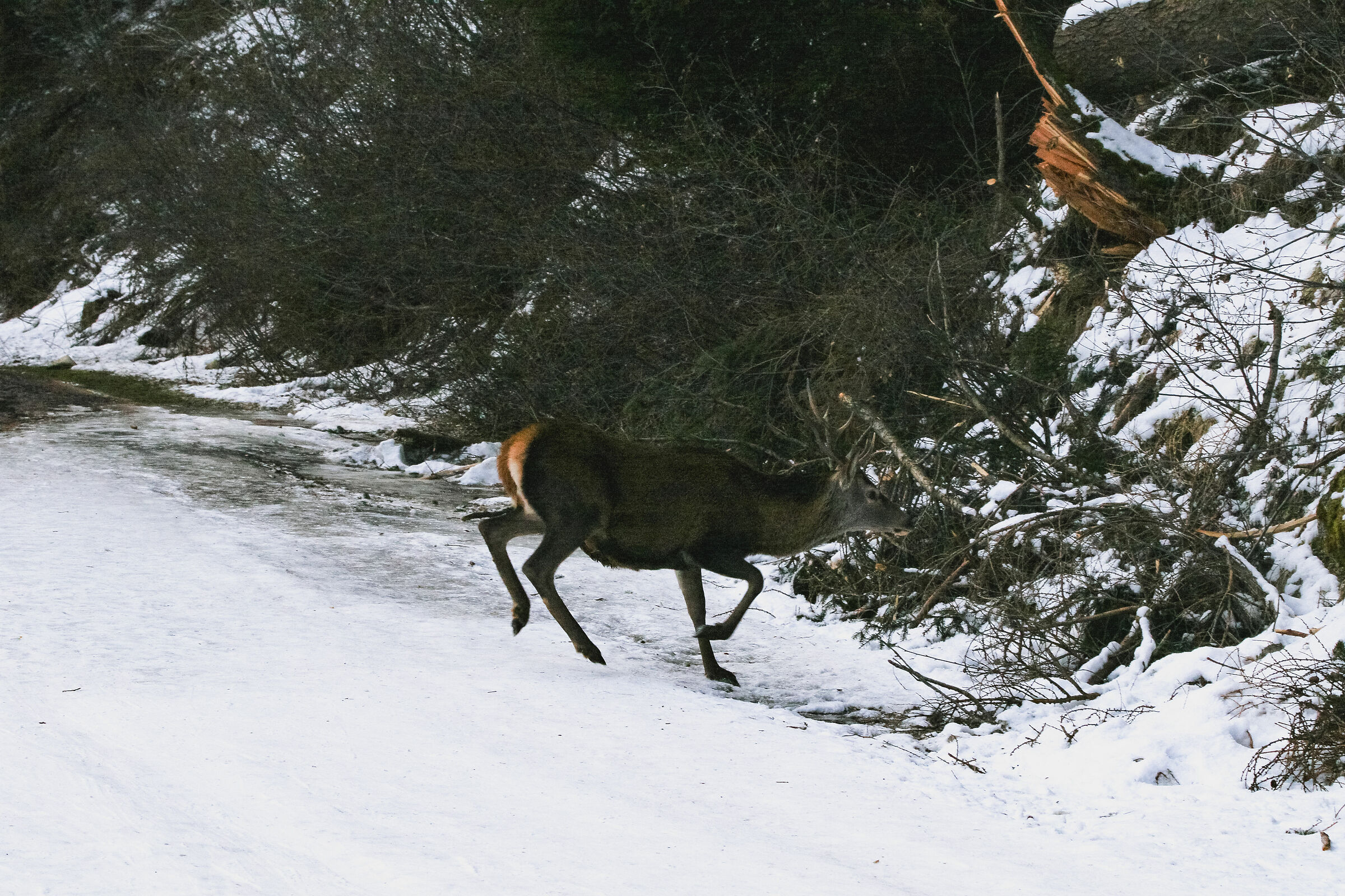 Cervo a Ponte di Legno