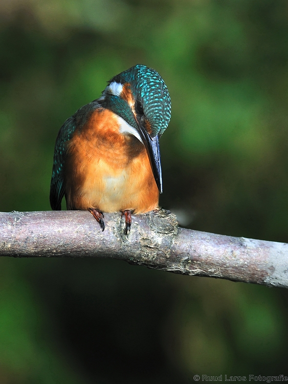 kingfisher