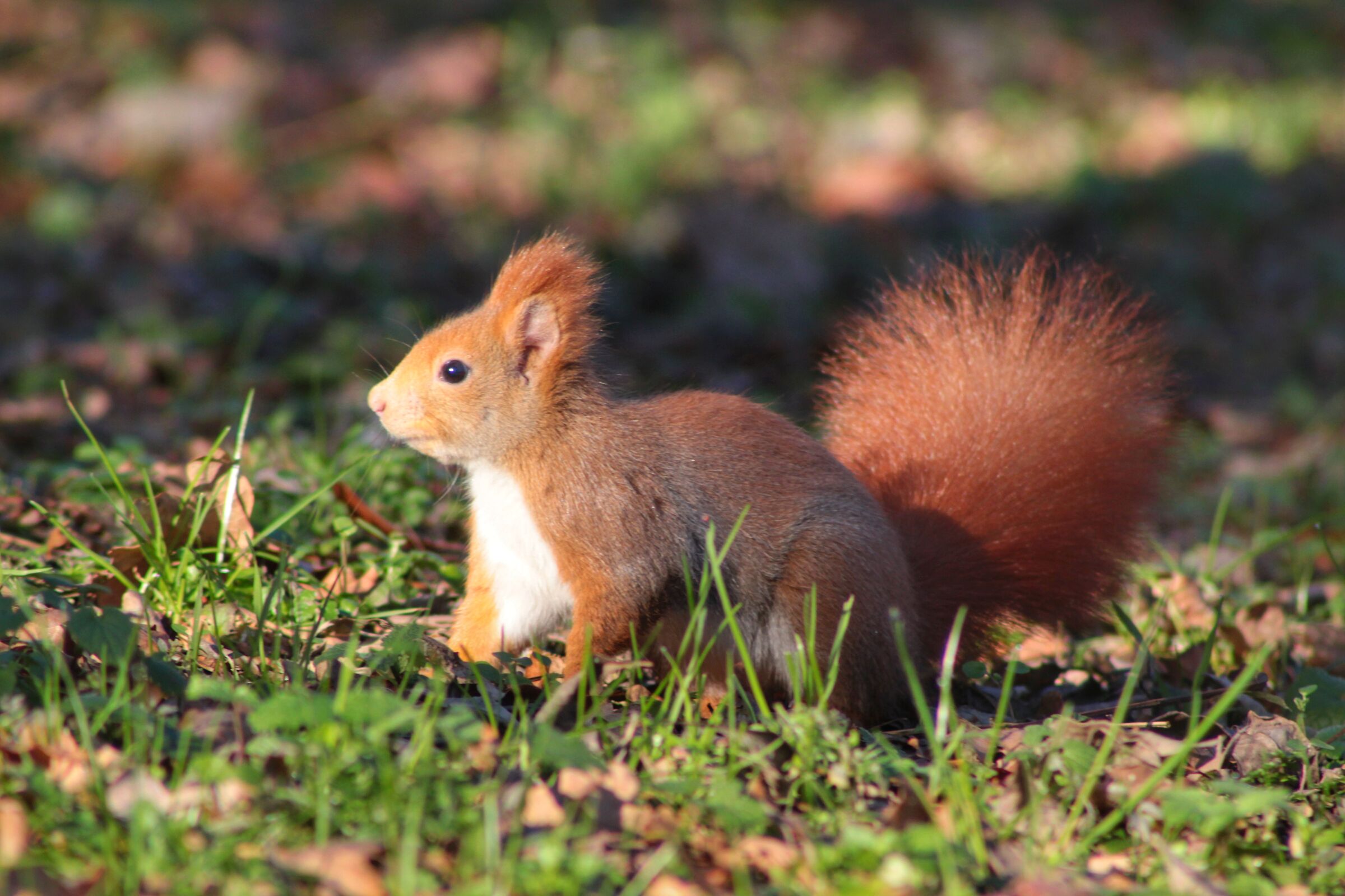 Scoiattolo rosso, parco di Monza