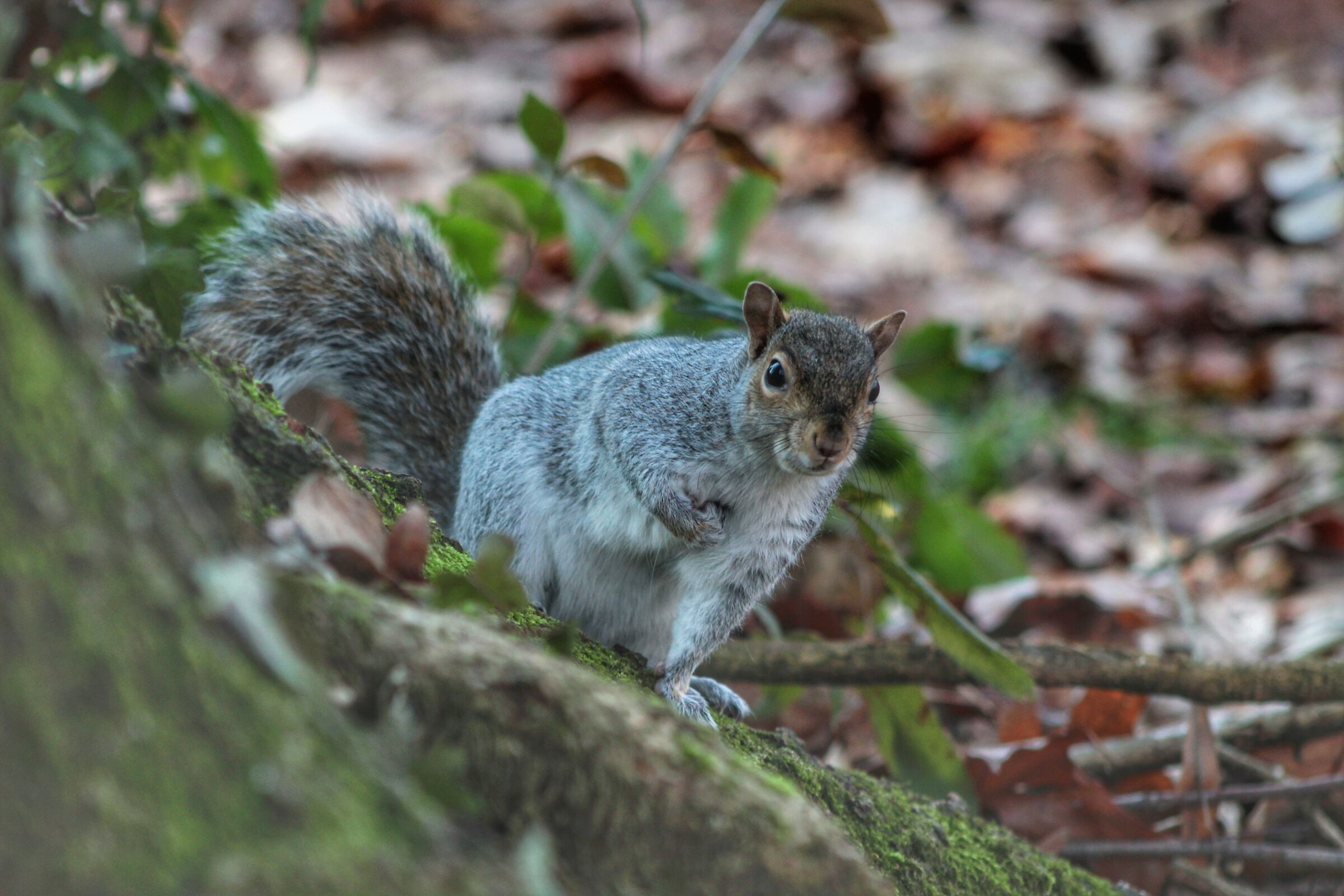 Scoiattolo grigio, parco di Monza