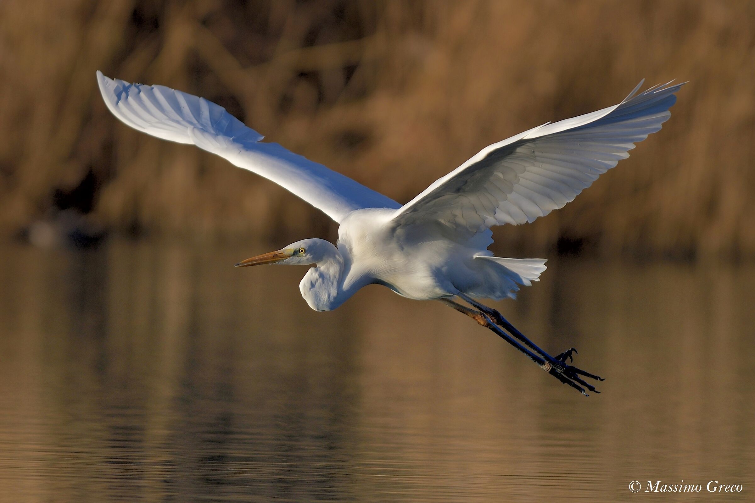 Airone bianco maggiore