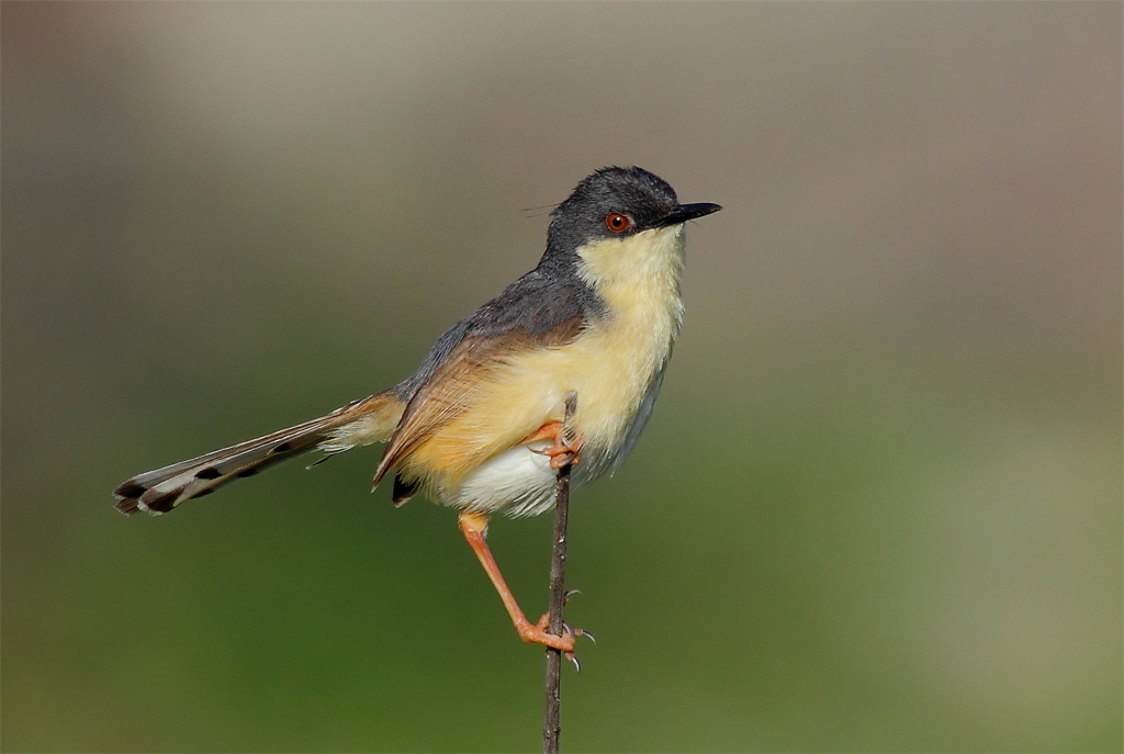 Ashy Prinia: Ashy Wren Warbler.