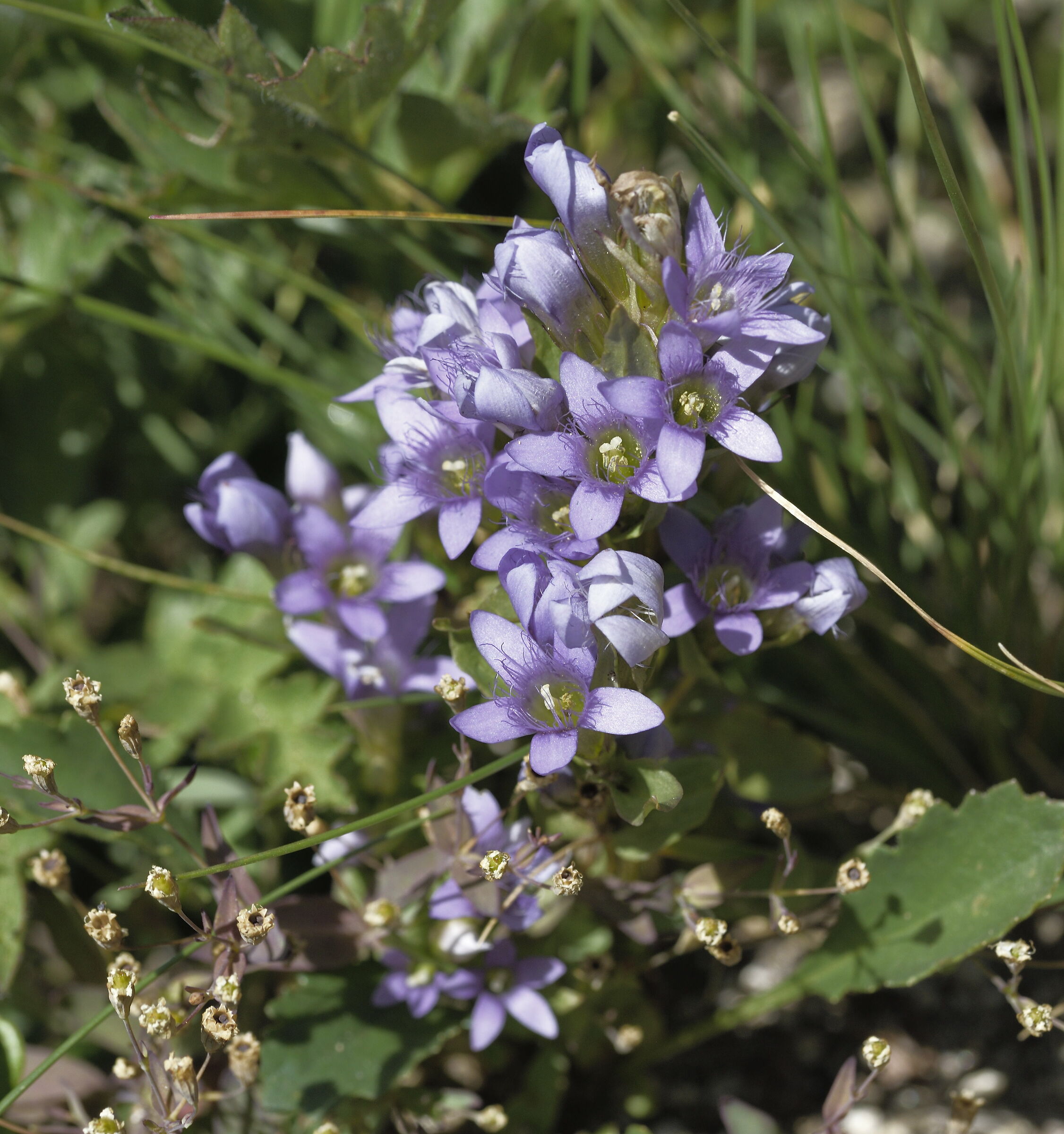 gentiana campestris