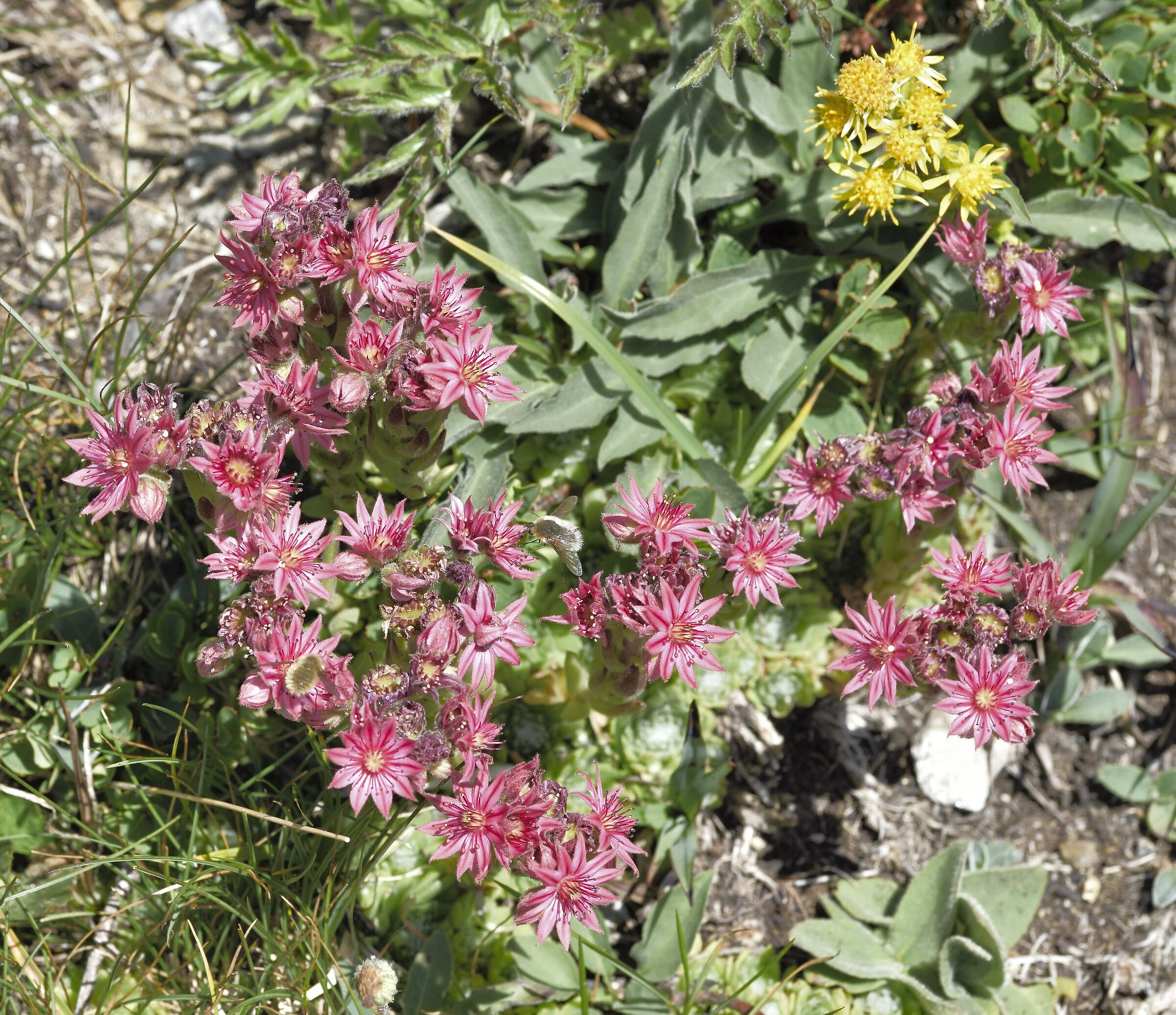 sempervivum arachnoideum