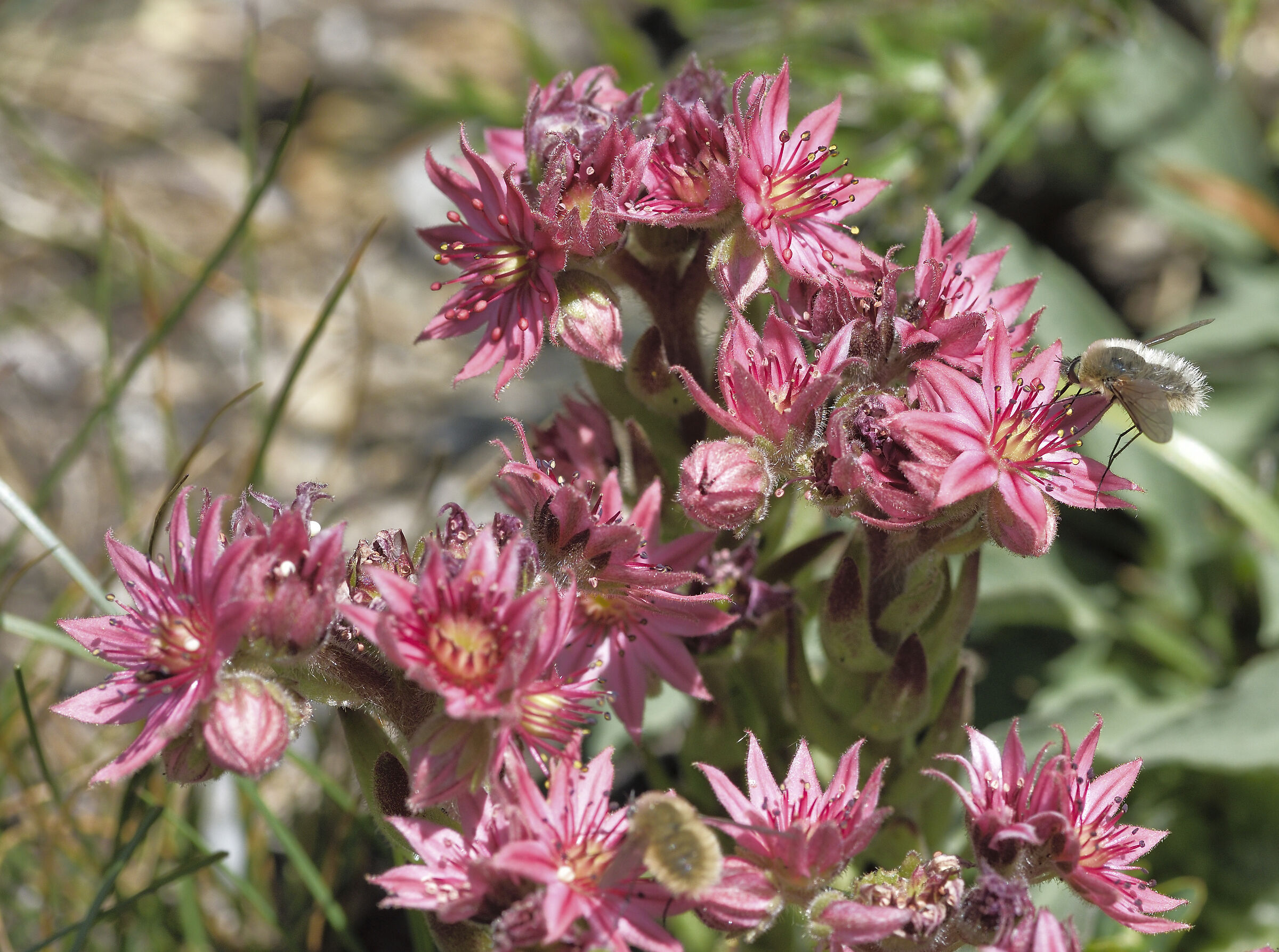 sempervivum arachnoideum con insetto sconosciuto