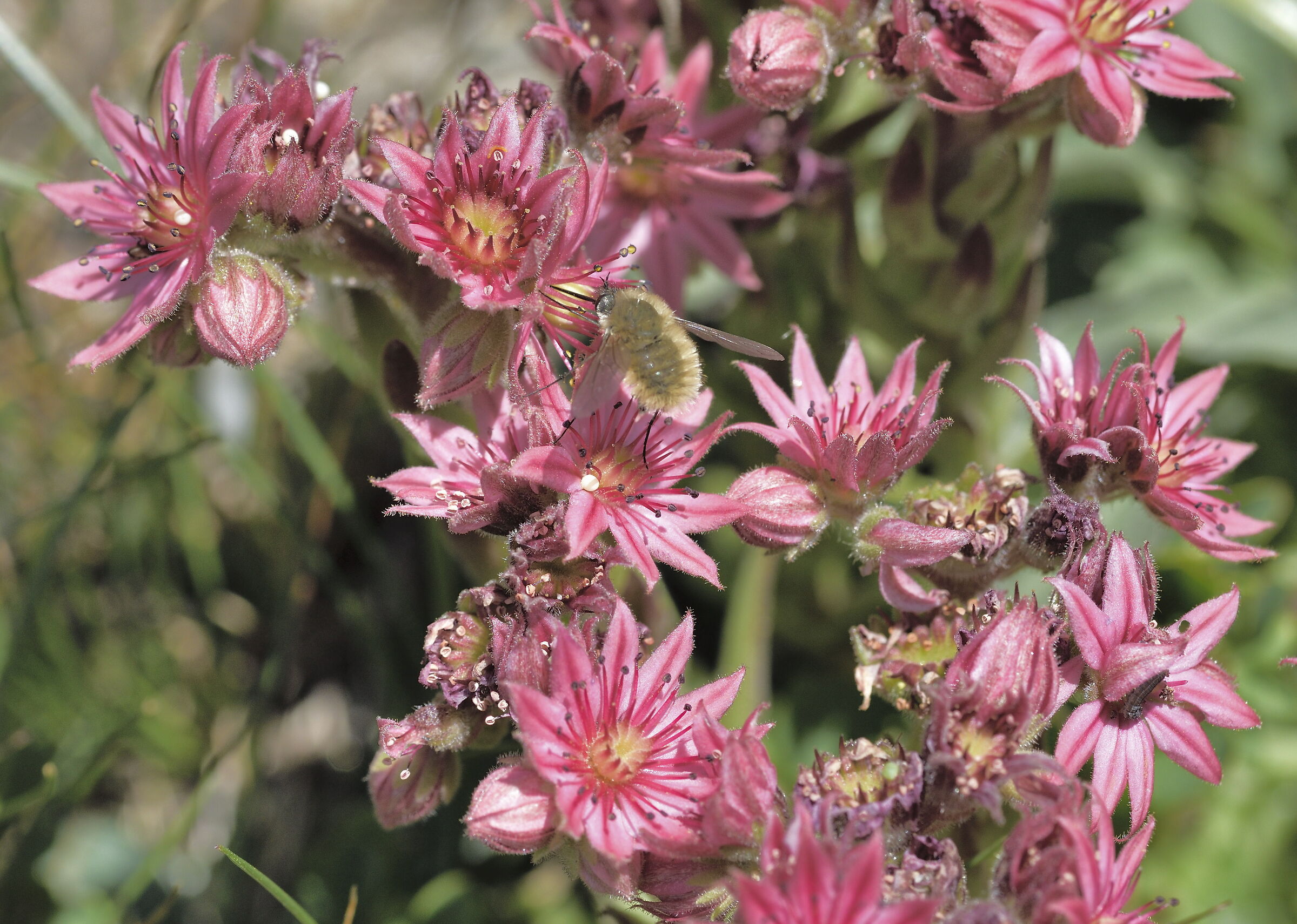 sempervivum arachnoideum con insetto sconosciuto