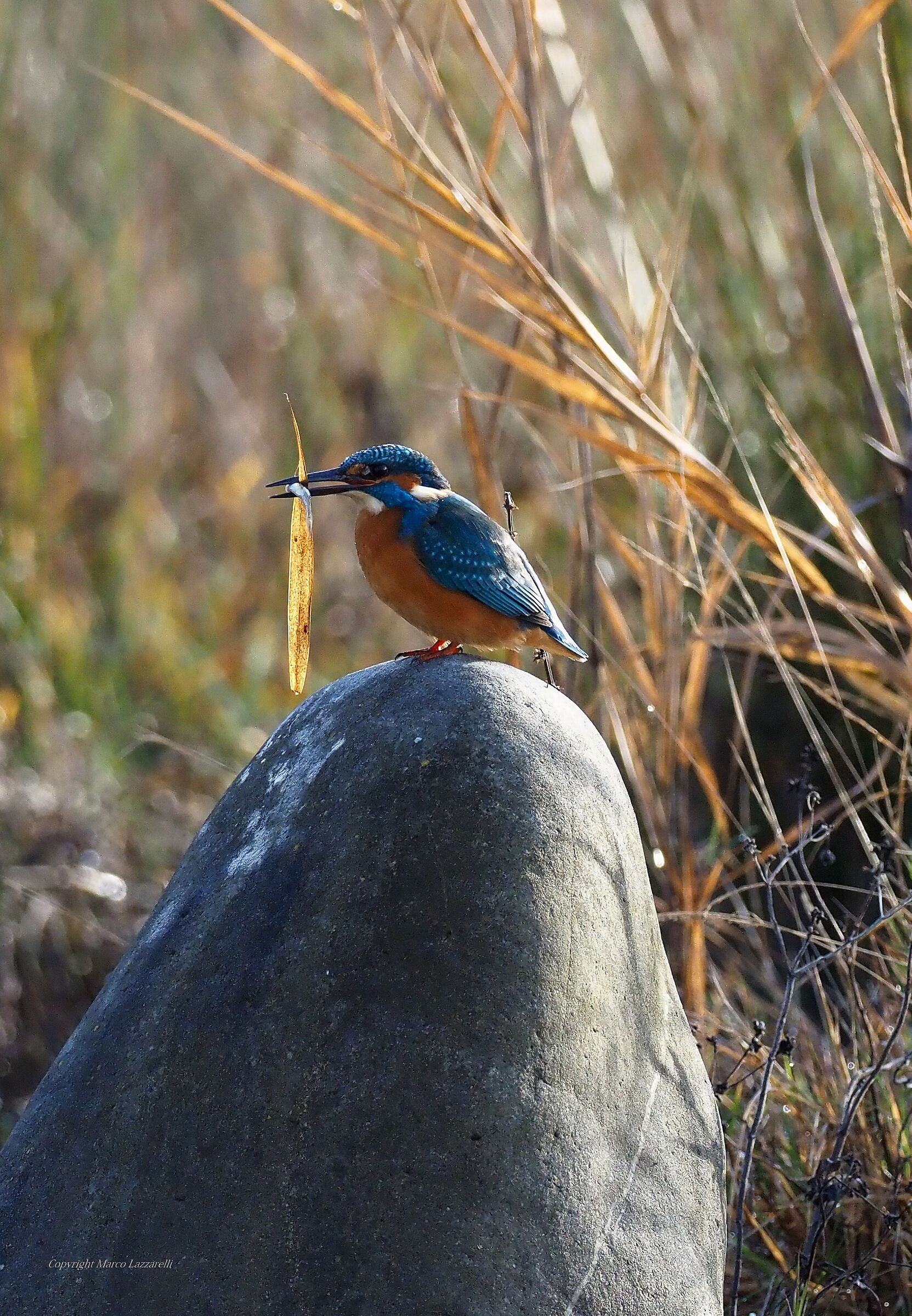 il Martino e la foglia