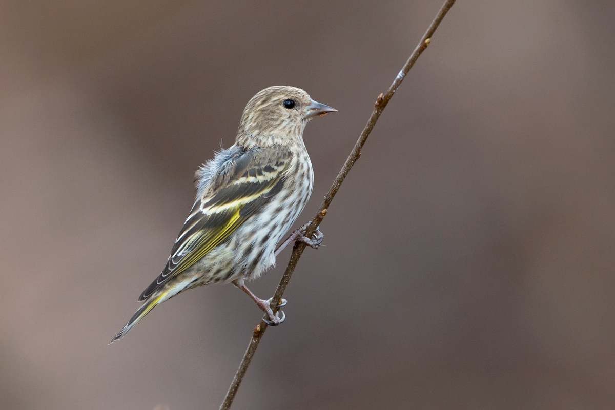 Pine Siskin,Carduelis pinus