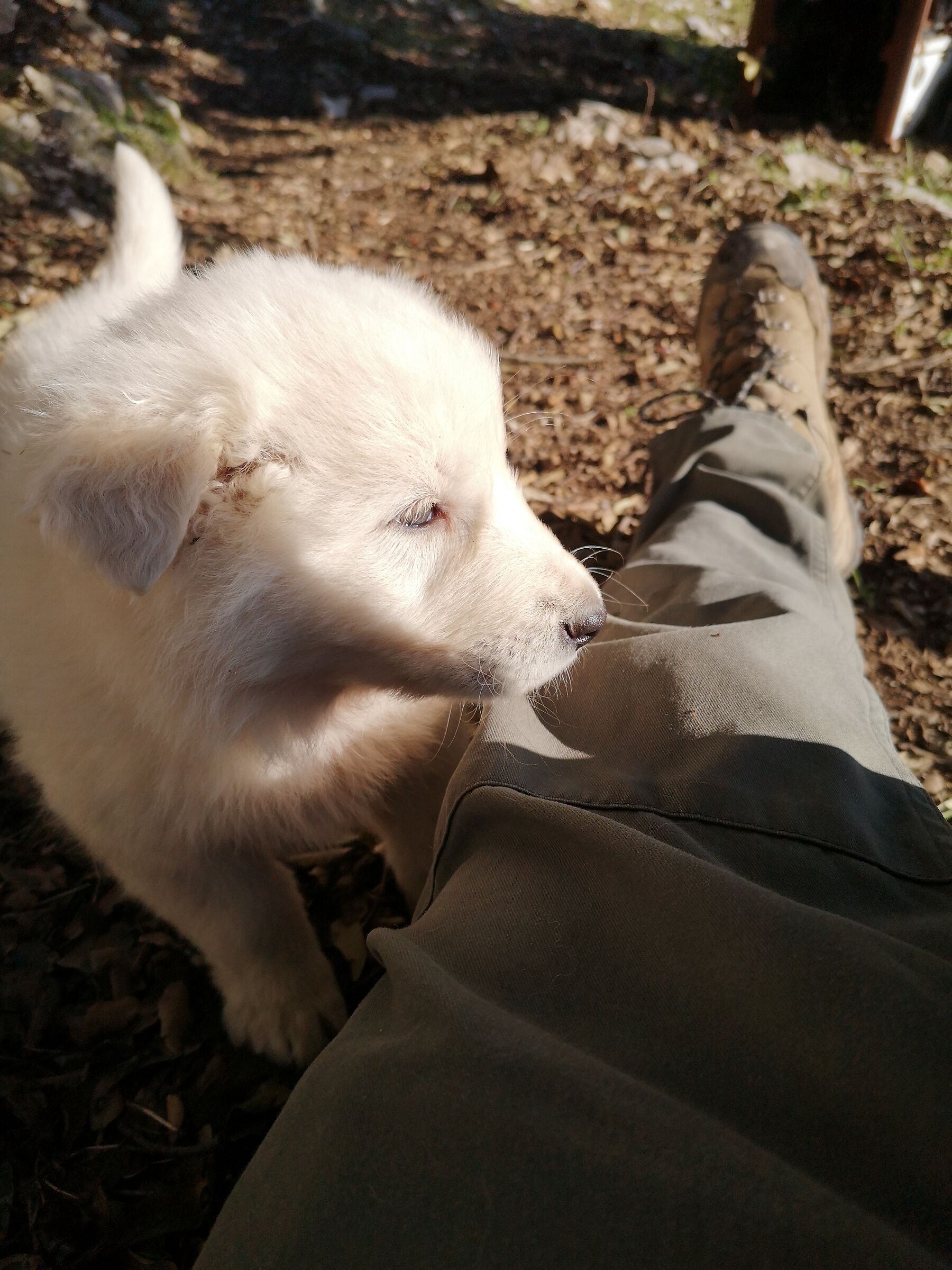 Abruzzo guarding dog 01