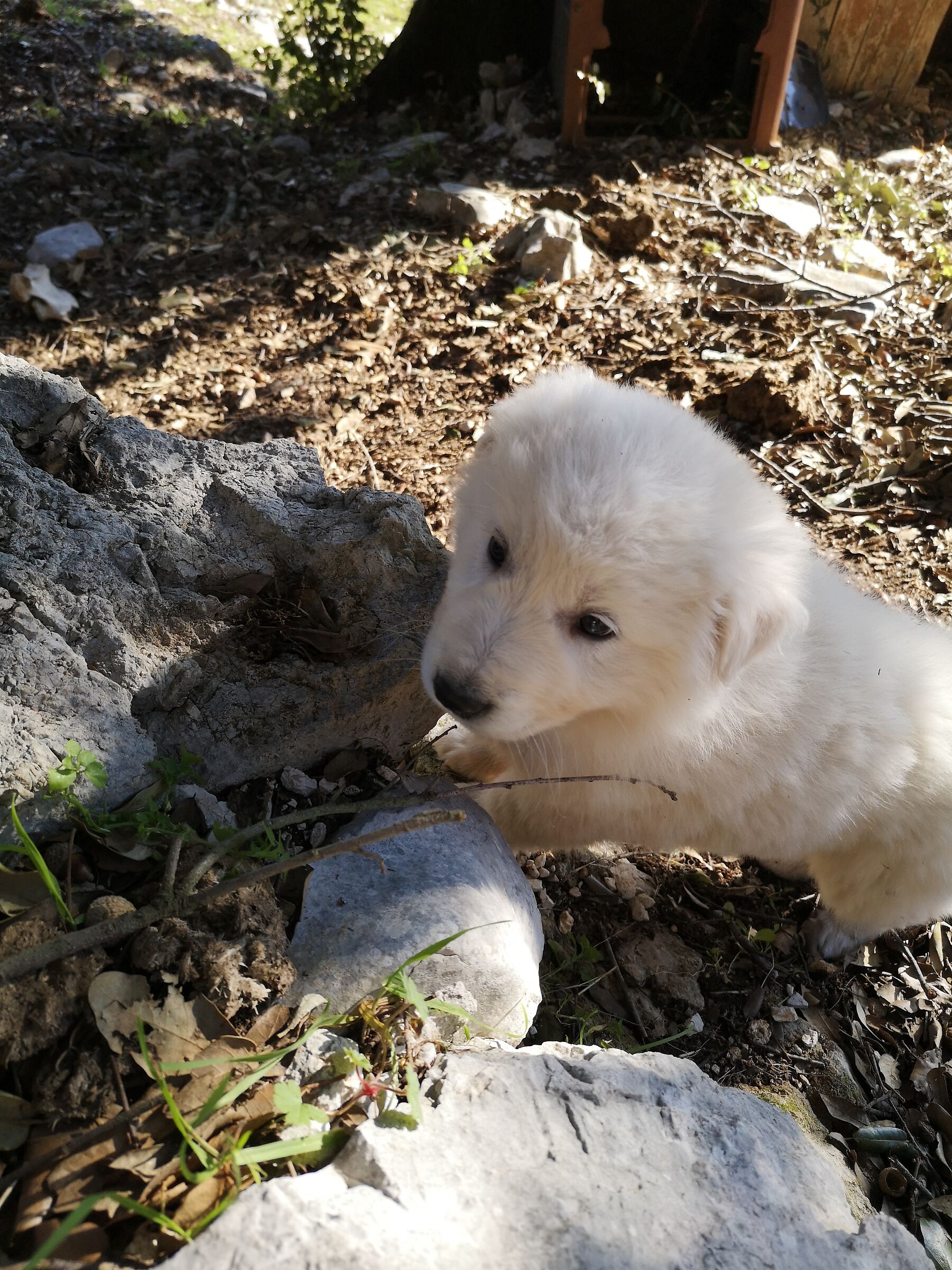 Abruzzo guarding dog 02