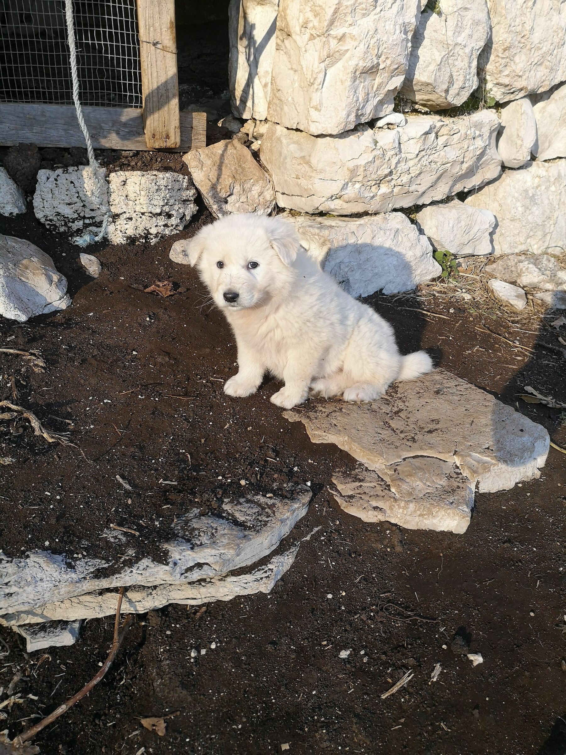 Abruzzo guarding dog 03