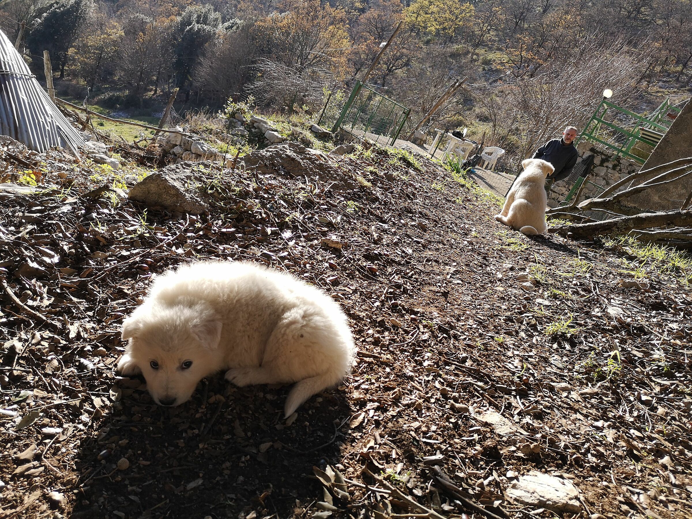 Abruzzo guarding dog 04