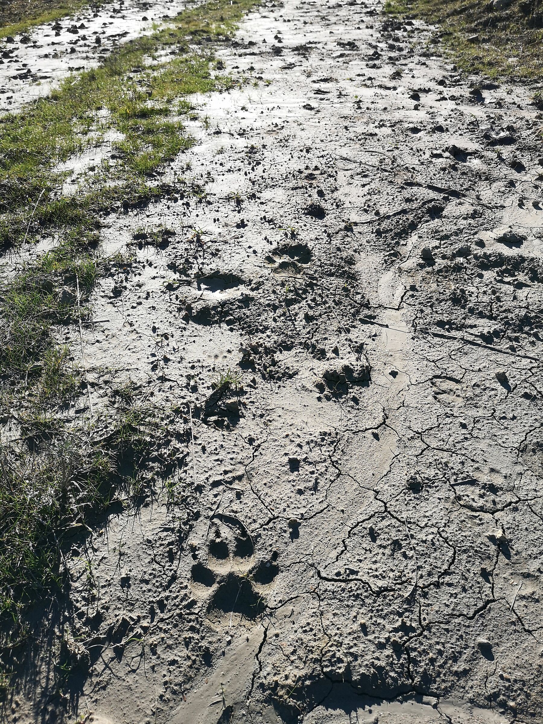 Wolf tracks in Tuscany