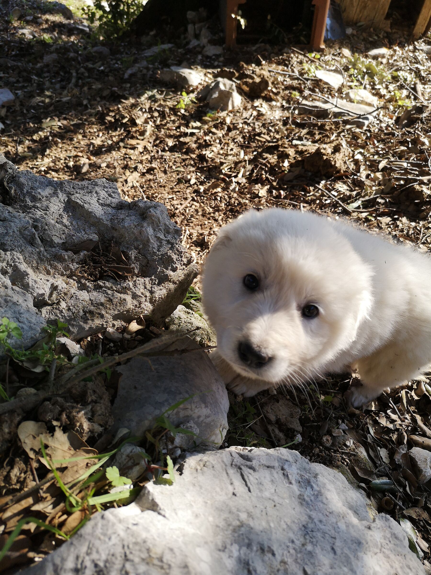 Abruzzo guarding dog 04