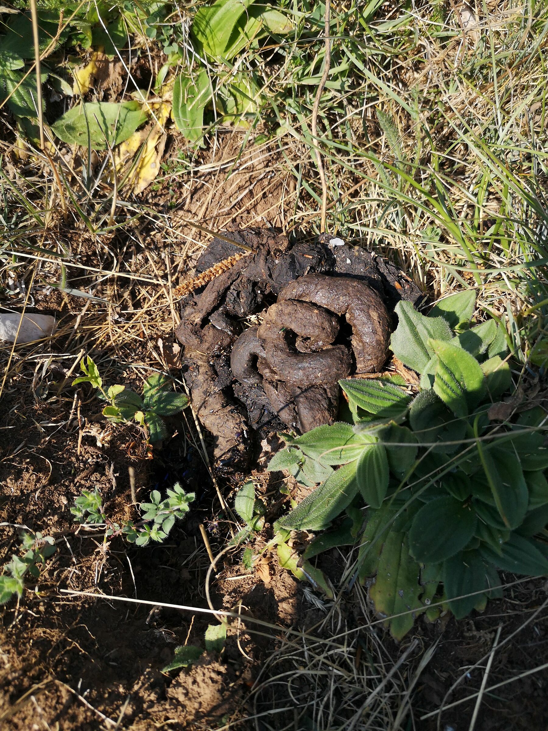 Typical scat of badger Meles Meles