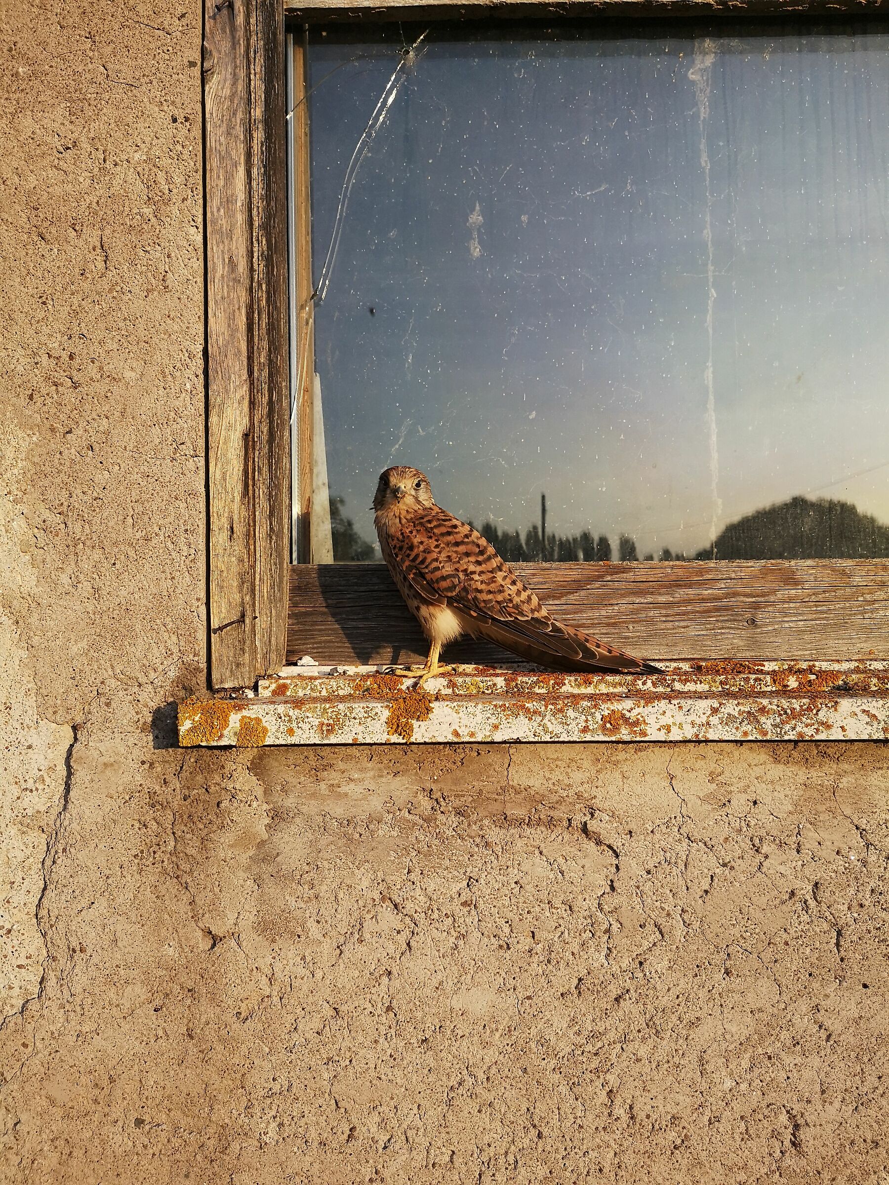 Kestrel on a old house