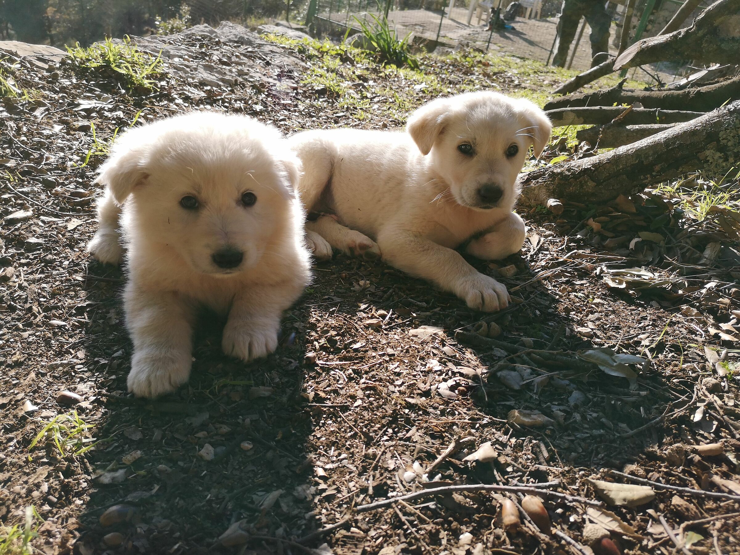 Abruzzo guarding dog puppies 01