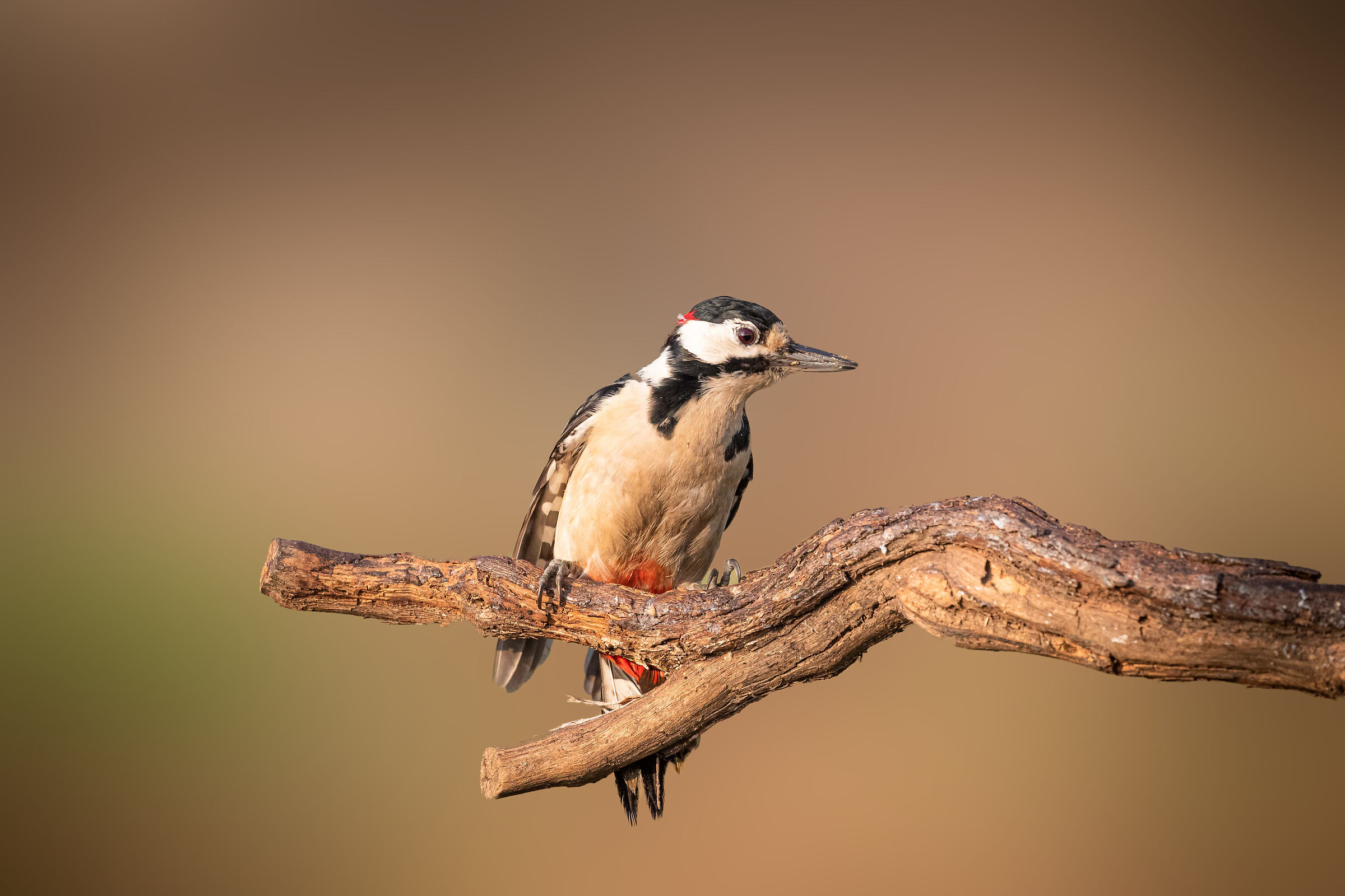Woodpecker