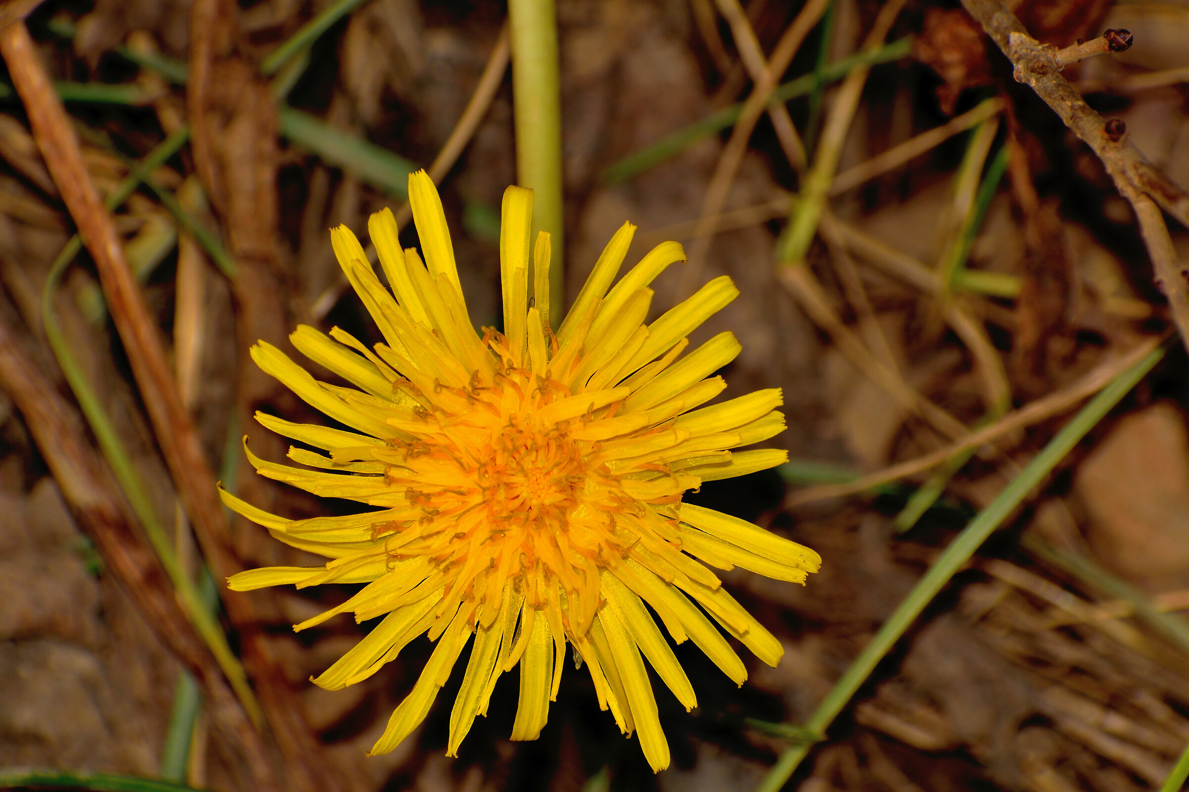 Winter Flowering