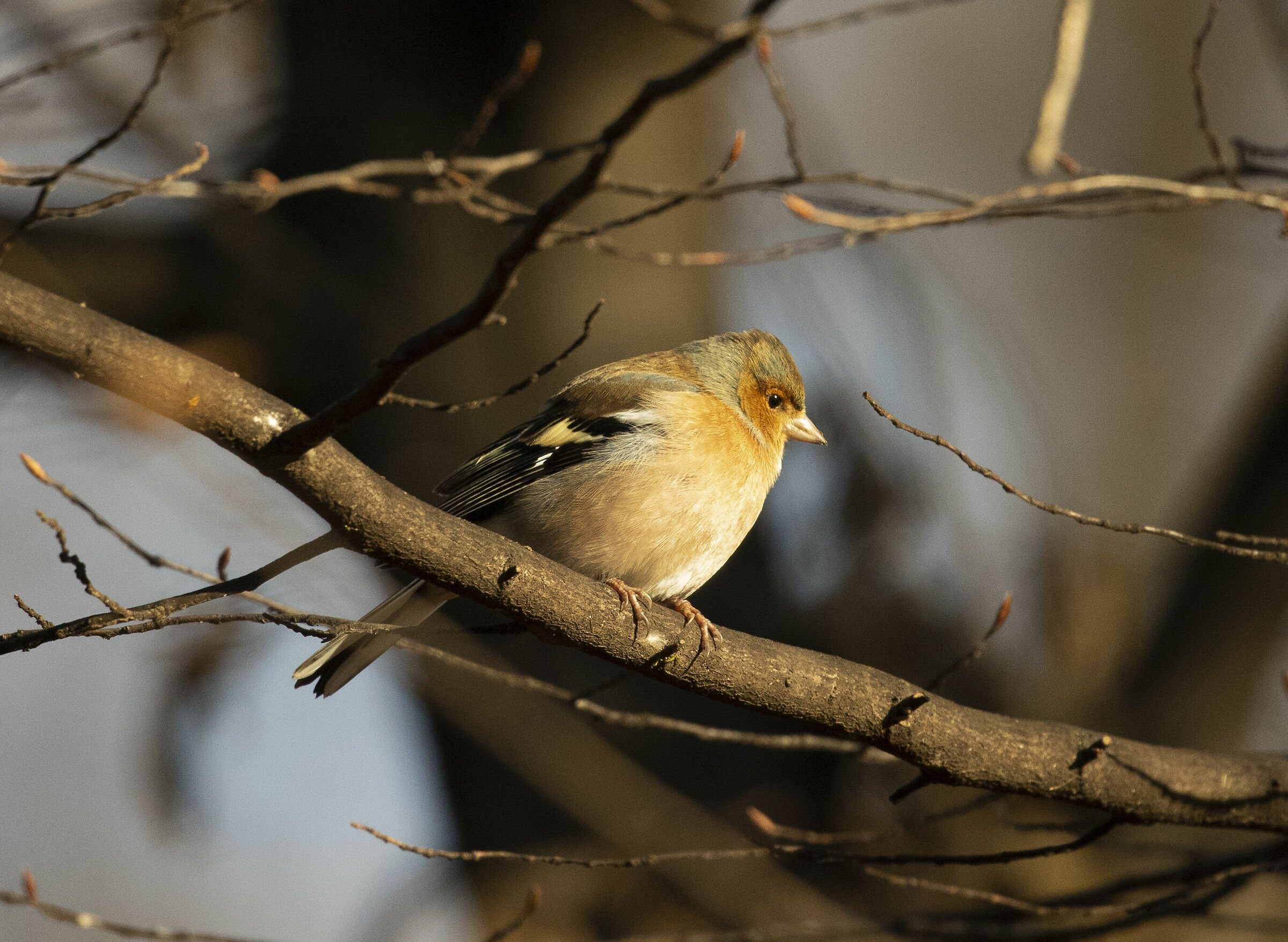 Chaffinch