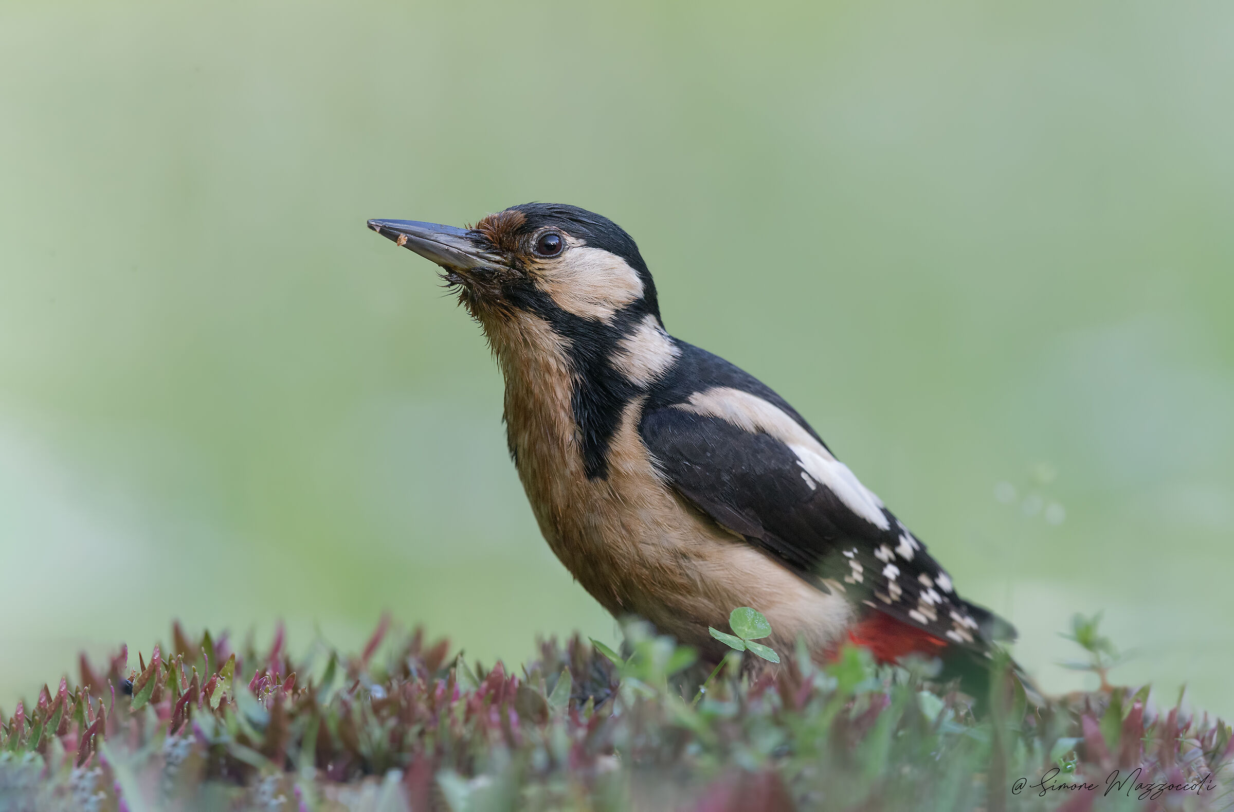 Picchio rosso maggiore