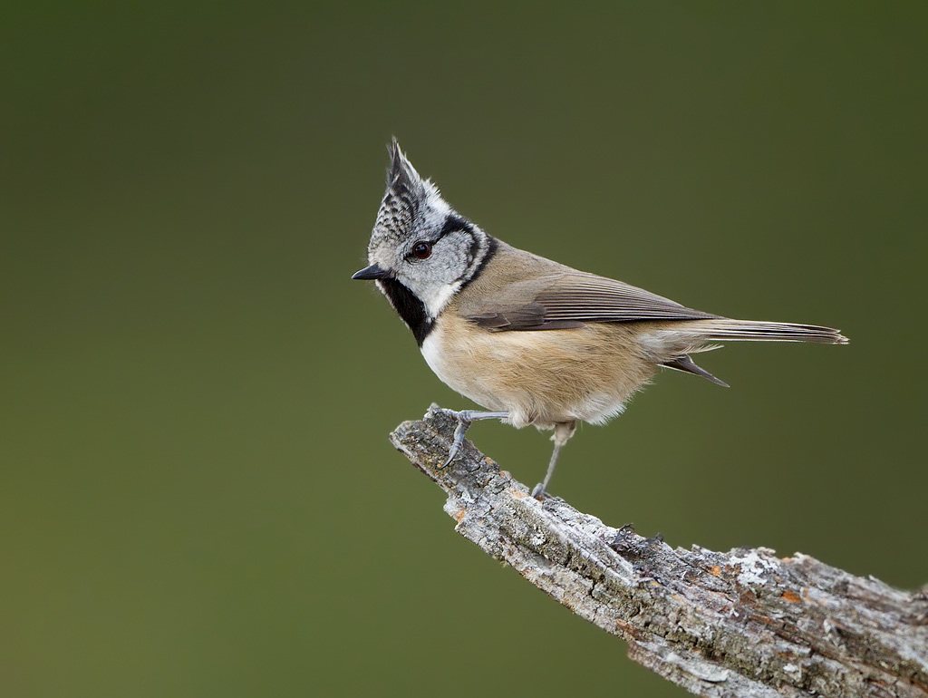 Crested Tit