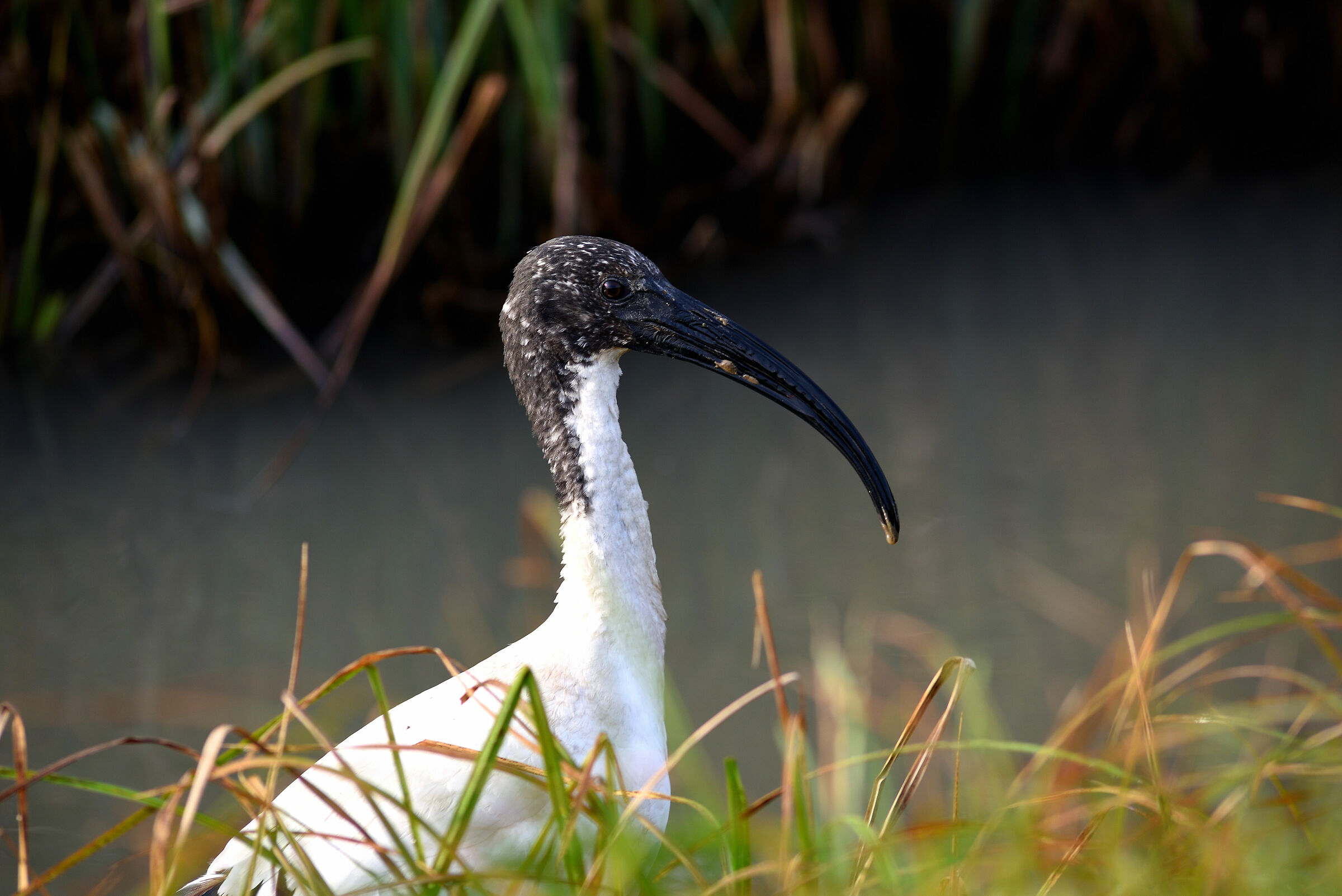 Ibis