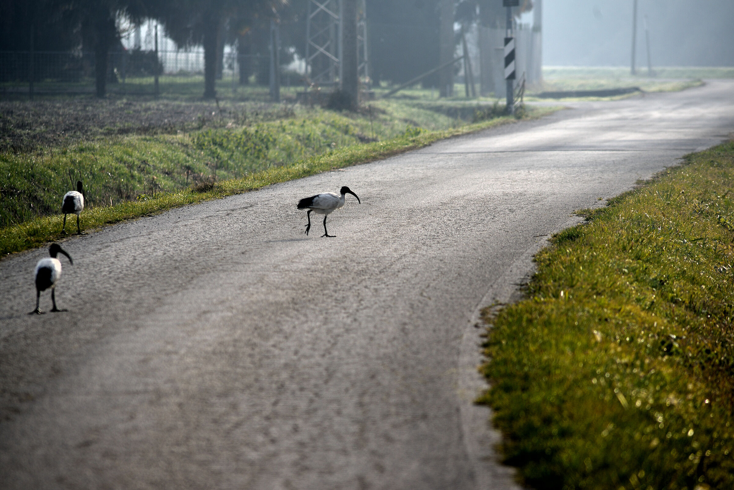Ibis who lost their way?