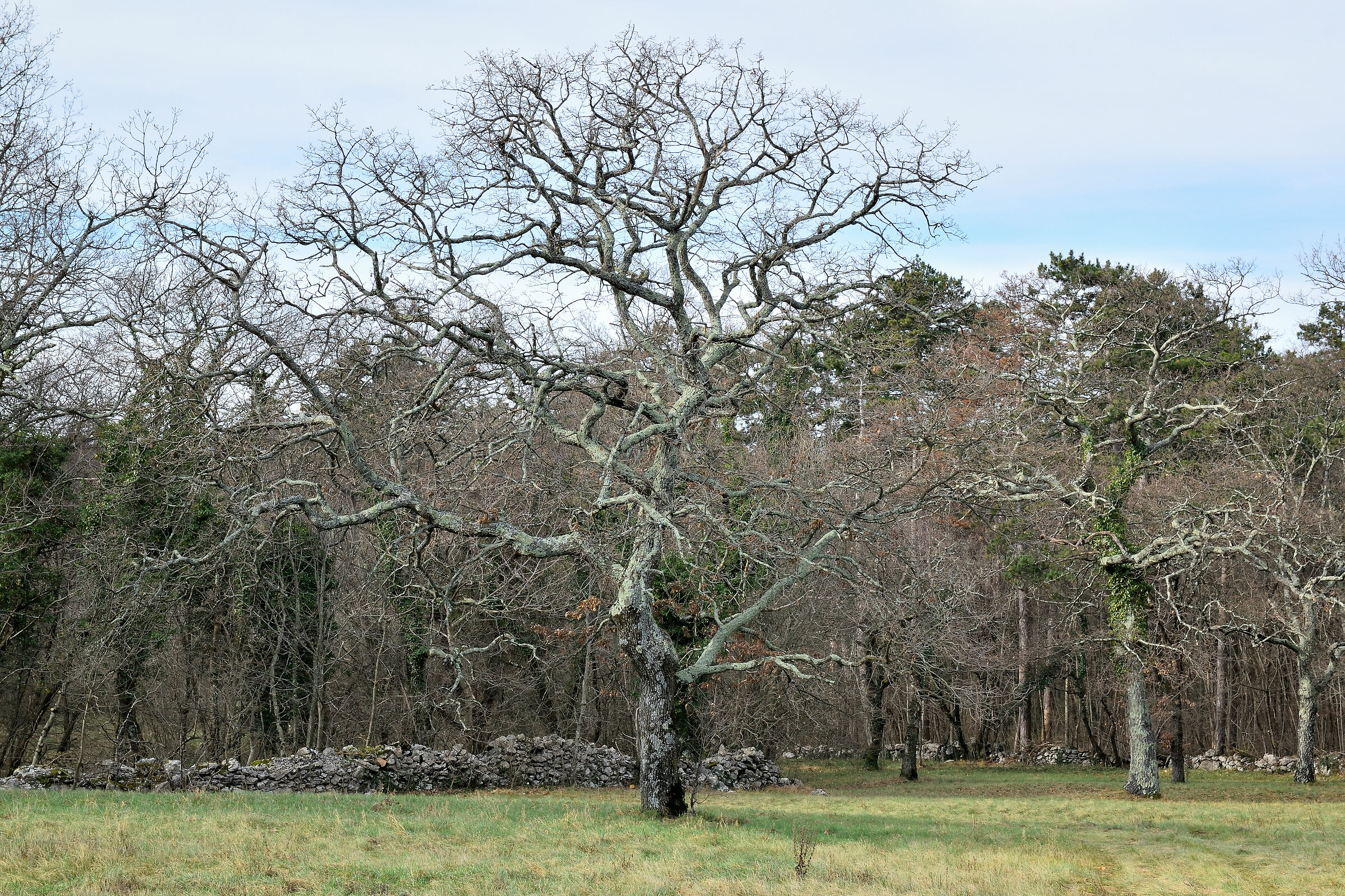Licheni-covered oak