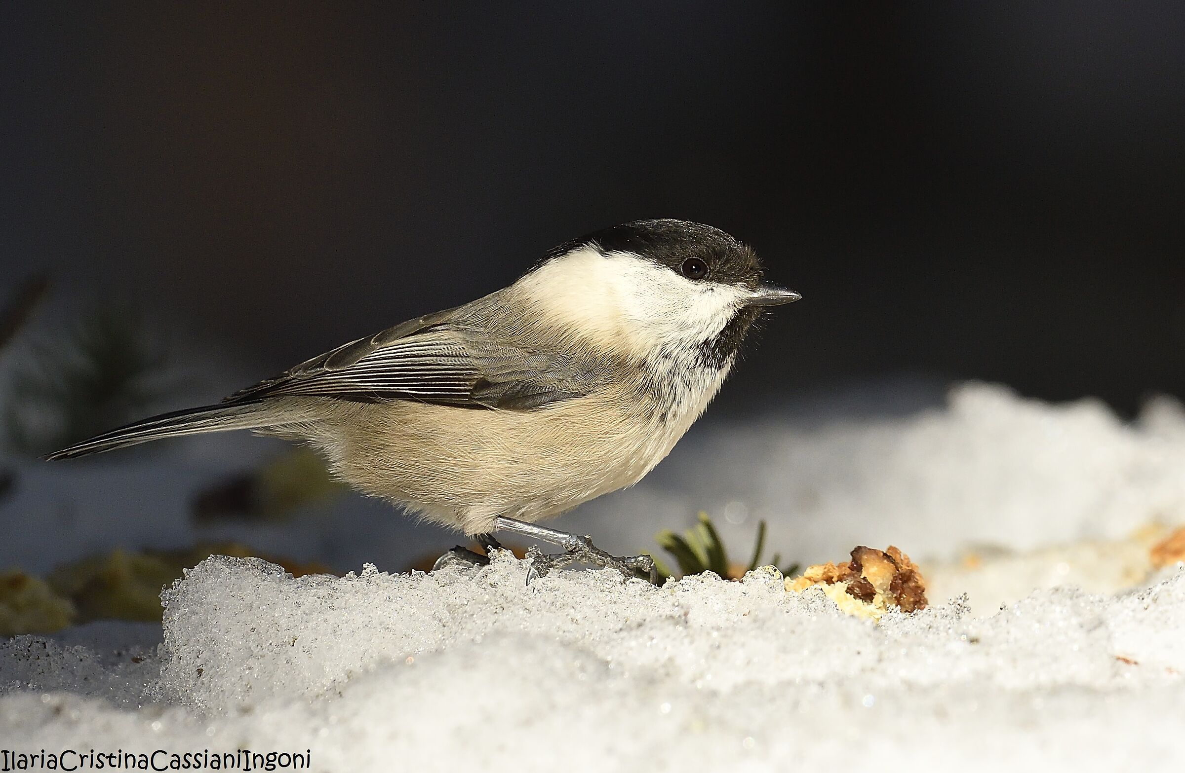 Cincia bigia alpestre