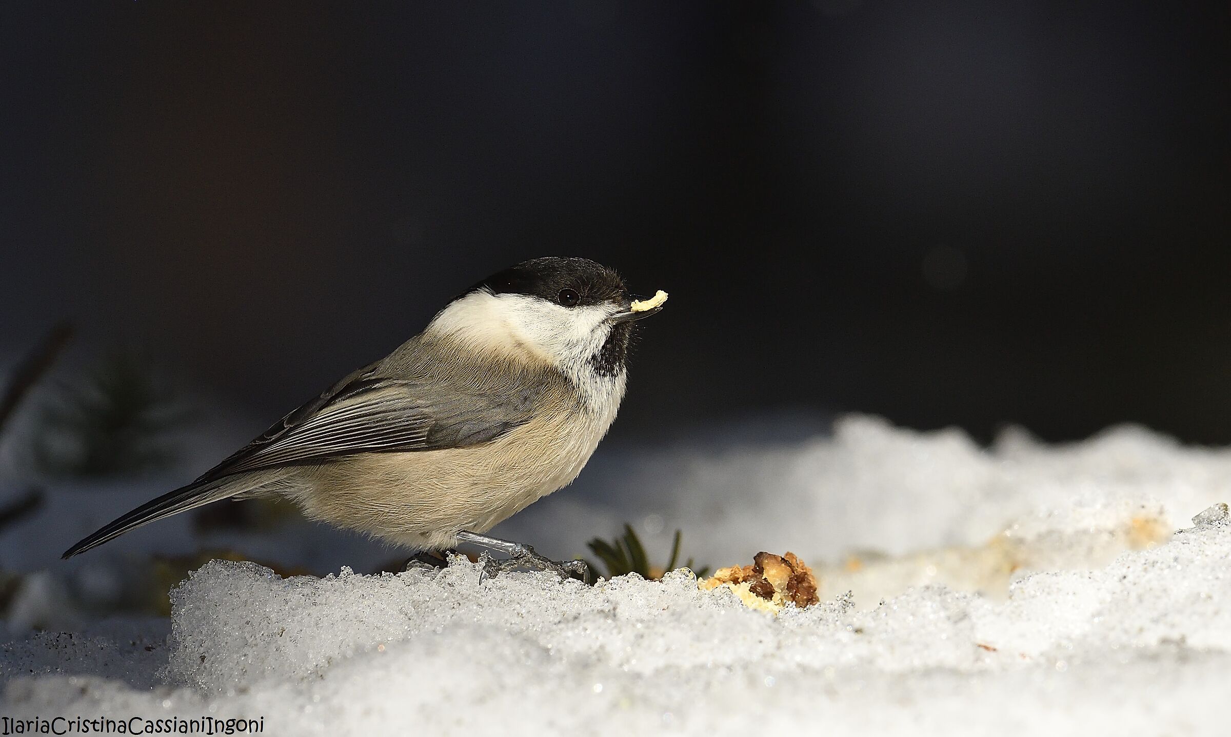 Cincia bigia alpestre