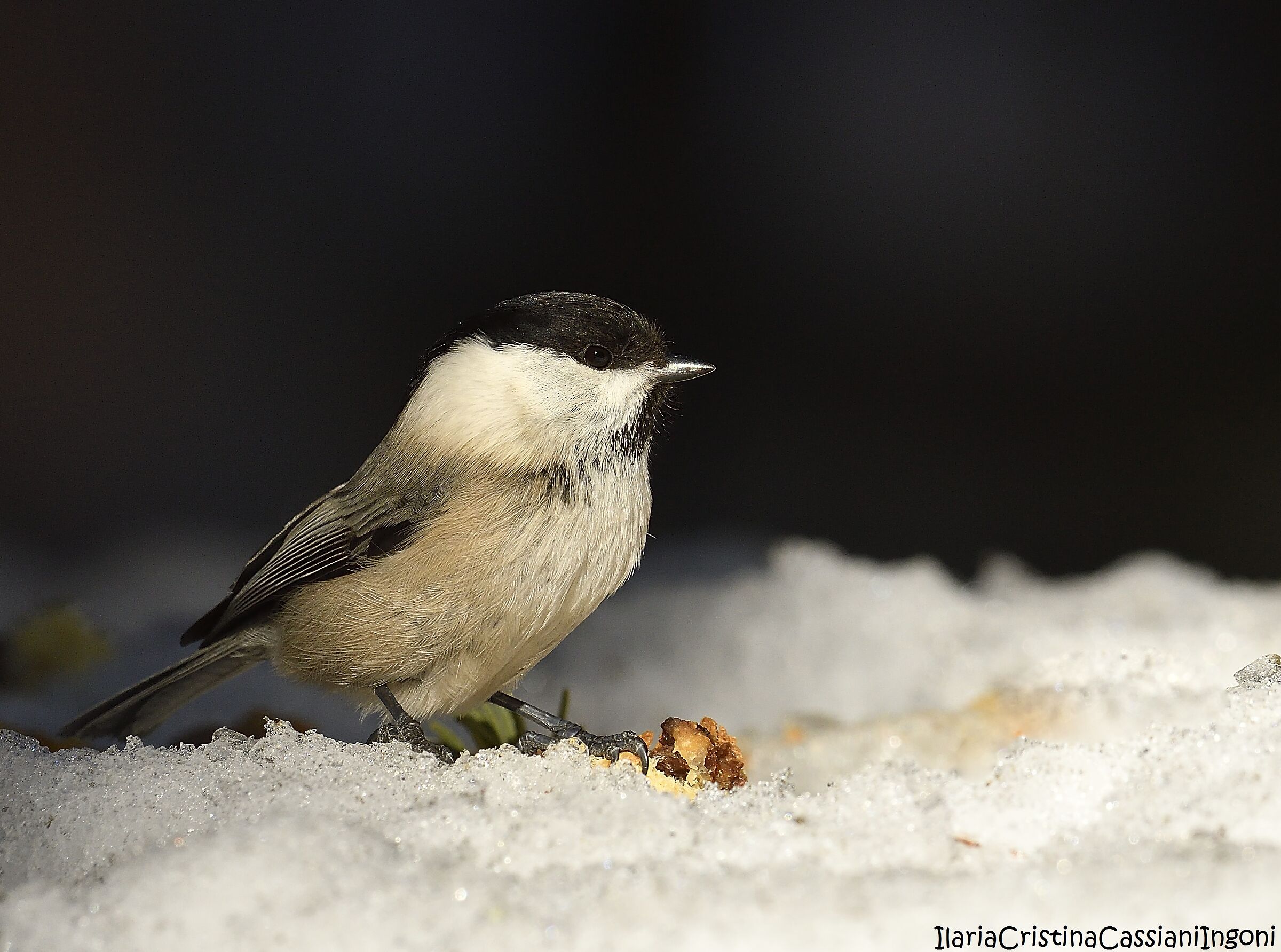 Cincia bigia alpestre