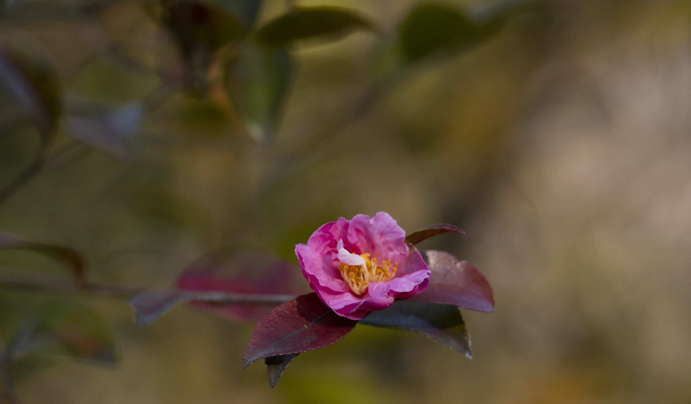 The first camellia of the year